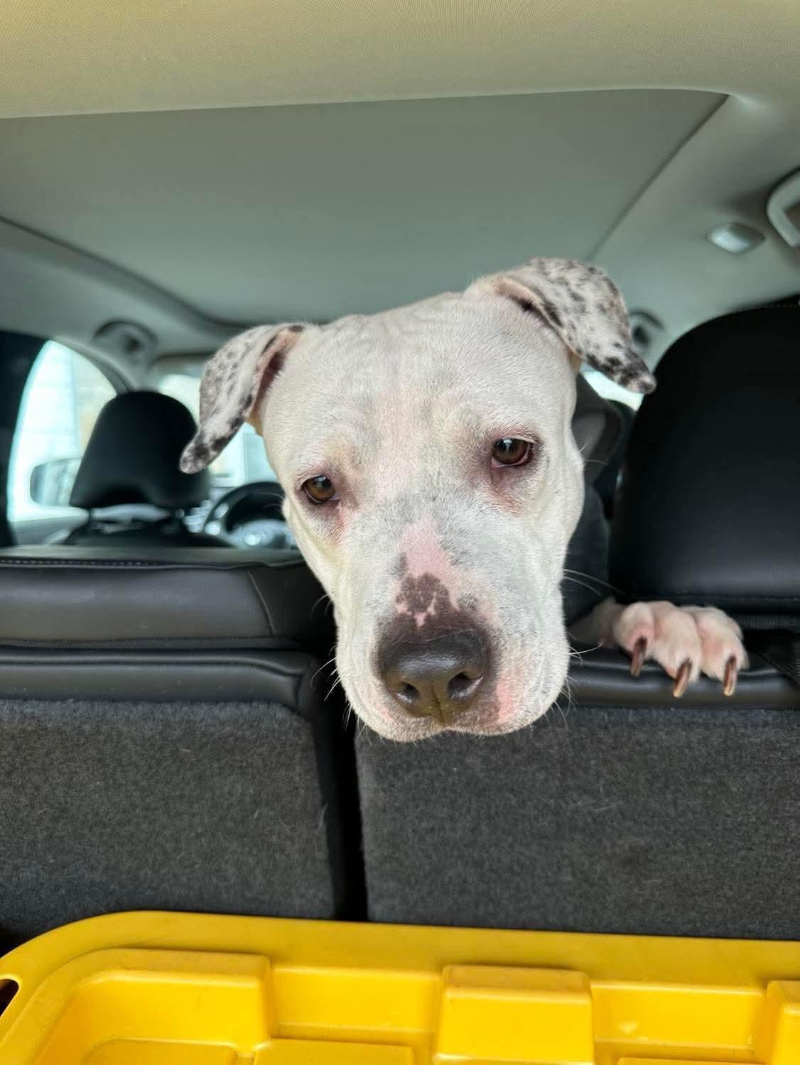 Enlarge Valentina, a ADOPTABLE mixed breed in Jackson , NJ image 5/6