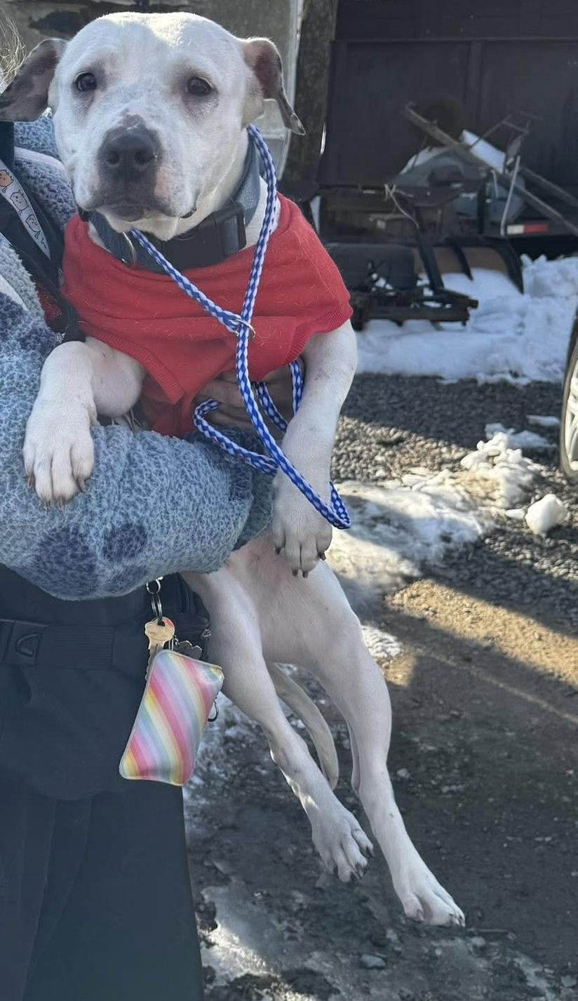 Enlarge Valentina, a ADOPTABLE mixed breed in Jackson , NJ image 2/4