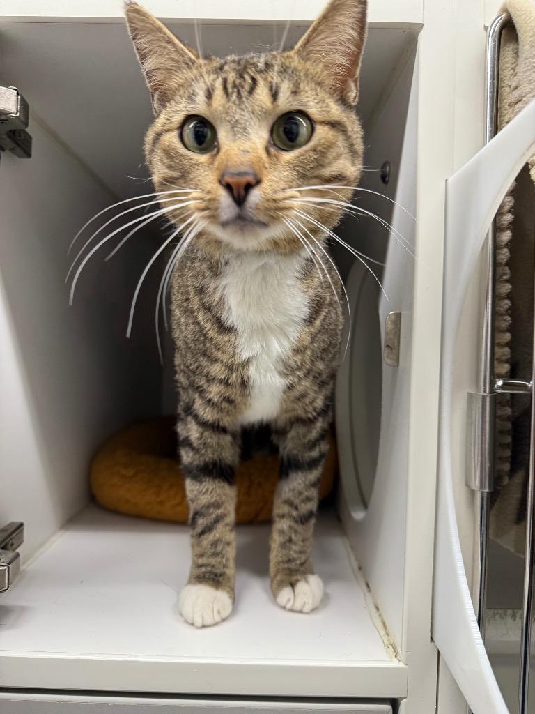 Brad, Adoptable, Adult Male Domestic Short Hair.