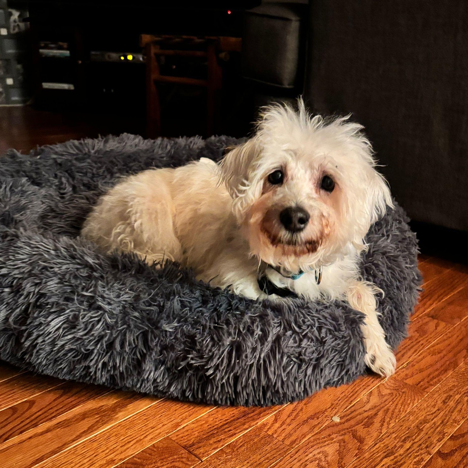 Enlarge Fredy, a ADOPTABLE mixed breed in Mississauga, ON image 2/6