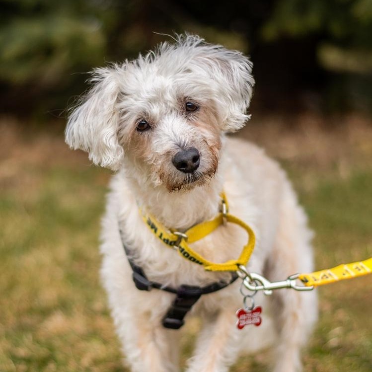 Enlarge Fredy, a ADOPTABLE mixed breed in Mississauga, ON image 3/6