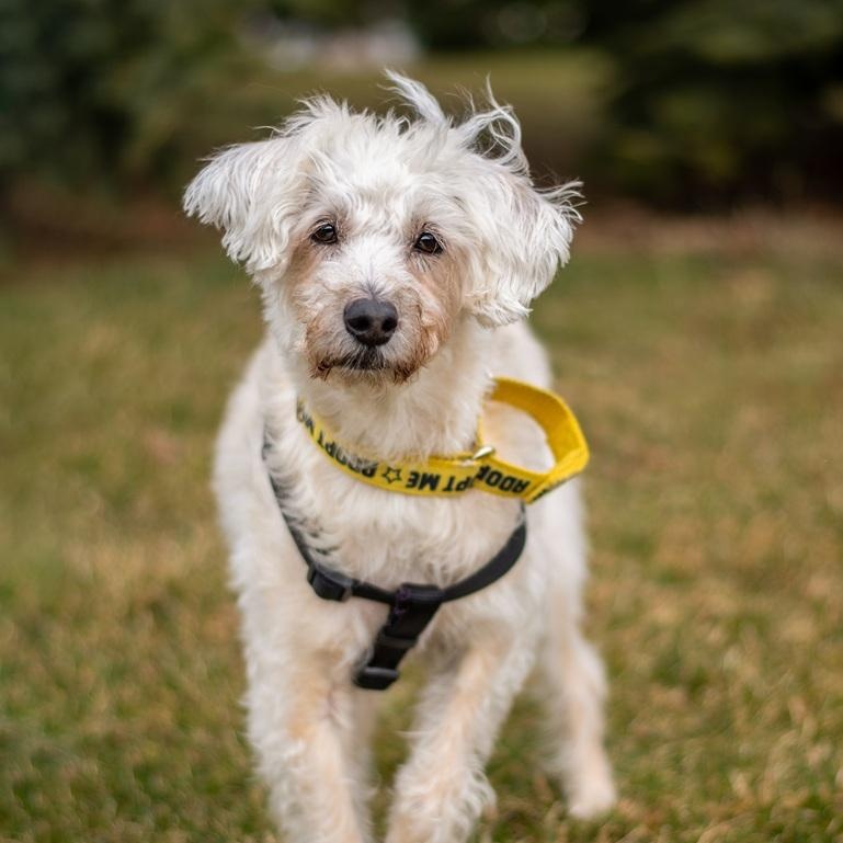 Enlarge Fredy, a ADOPTABLE mixed breed in Mississauga, ON image 1/6