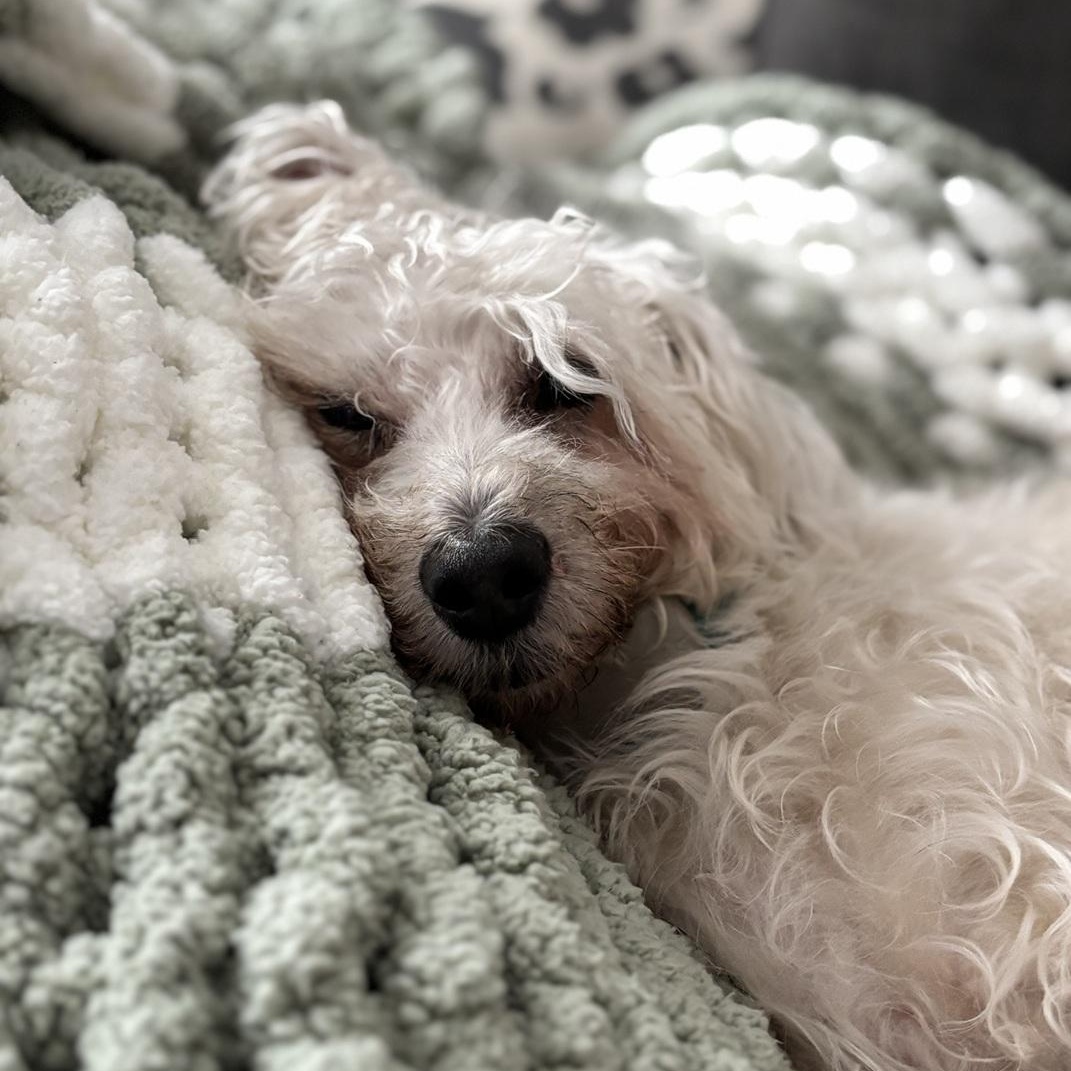 Enlarge Fredy, a ADOPTABLE mixed breed in Mississauga, ON image 6/6