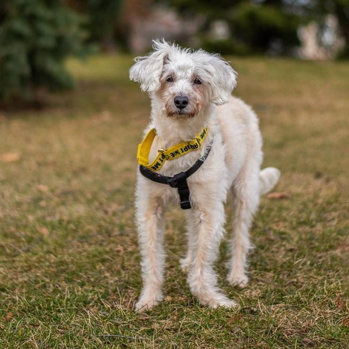 Enlarge Fredy, a ADOPTABLE mixed breed in Mississauga, ON image 4/6