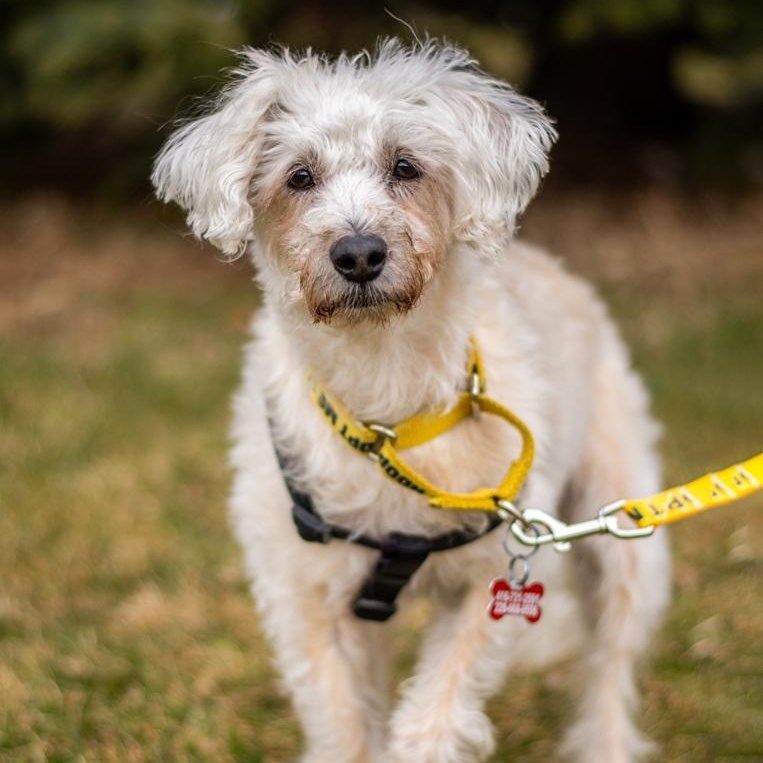 Enlarge Fredy, a ADOPTABLE mixed breed in Mississauga, ON image 5/6