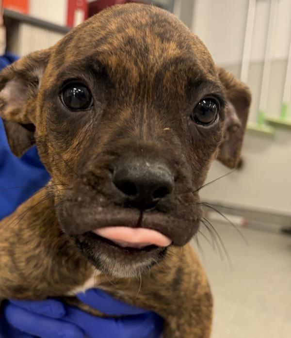 Enlarge Apple Butter, a Adoptable mixed breed in Oceanside, CA image 1/1