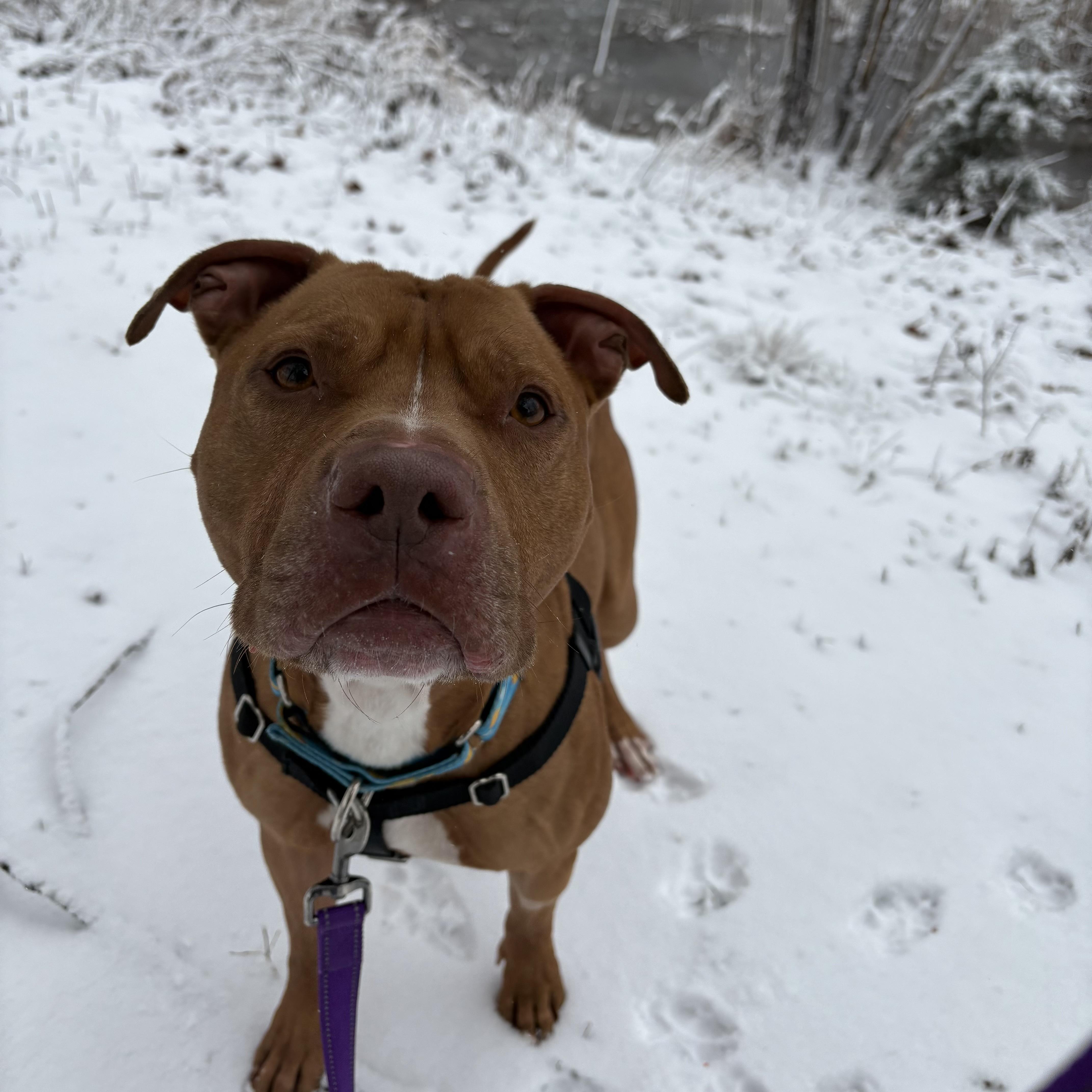 Enlarge Tonka, a ADOPTABLE mixed breed in Eatontown, NJ image 4/6