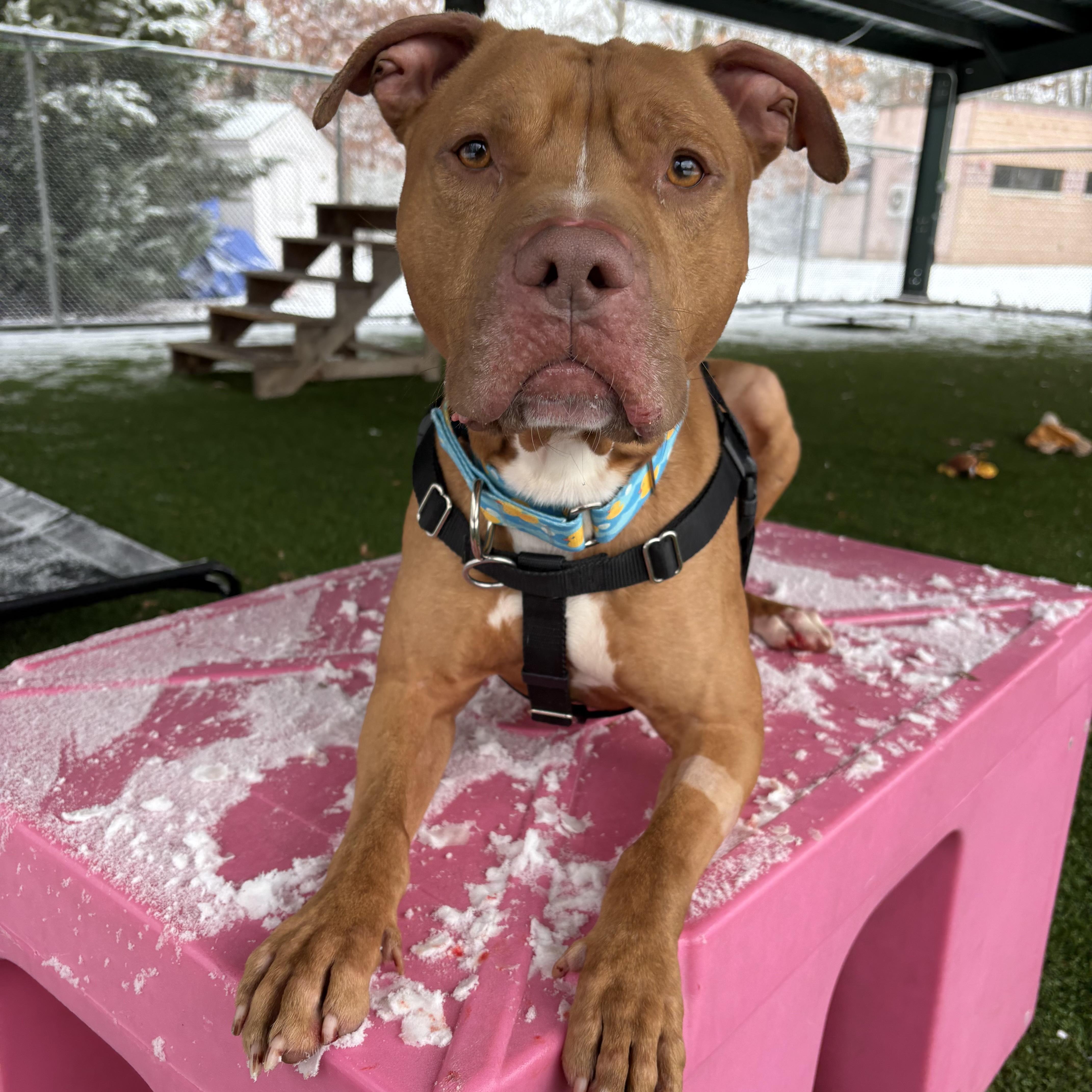 Enlarge Tonka, a ADOPTABLE mixed breed in Eatontown, NJ image 6/6