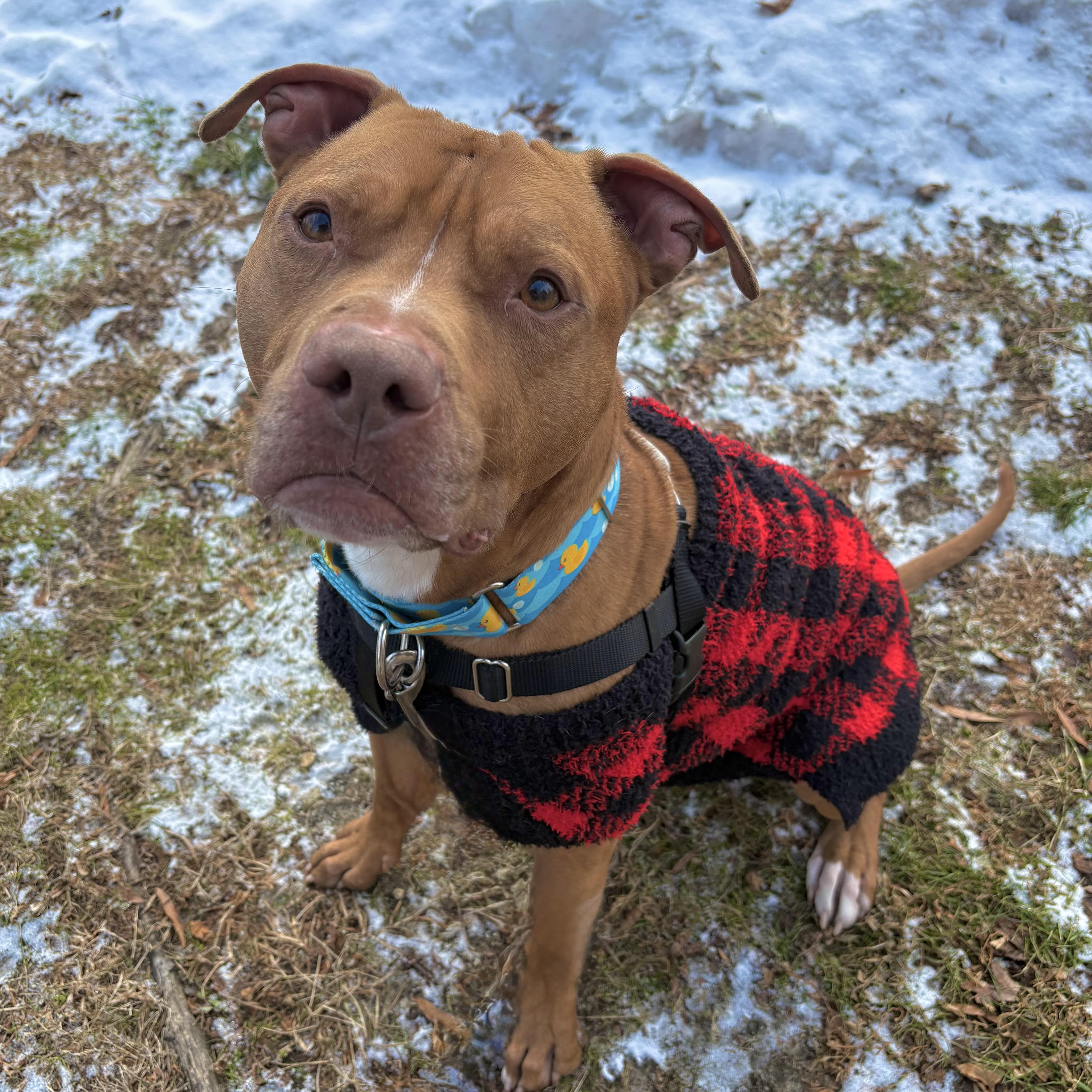 Enlarge Tonka, a ADOPTABLE mixed breed in Eatontown, NJ image 2/6