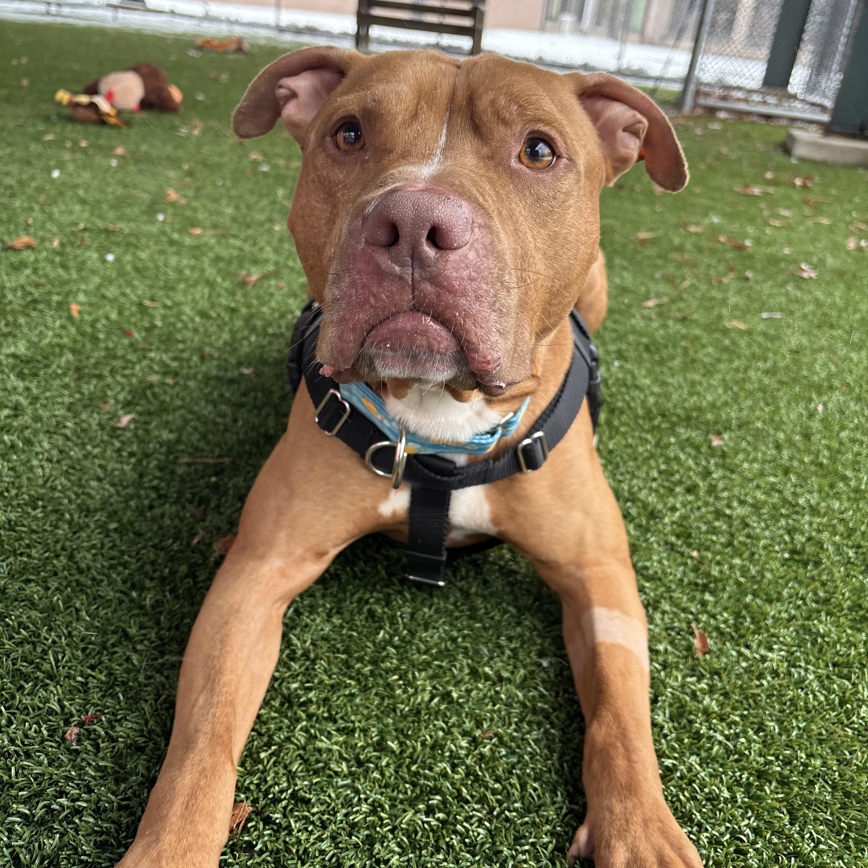 Enlarge Tonka, a ADOPTABLE mixed breed in Eatontown, NJ image 3/6