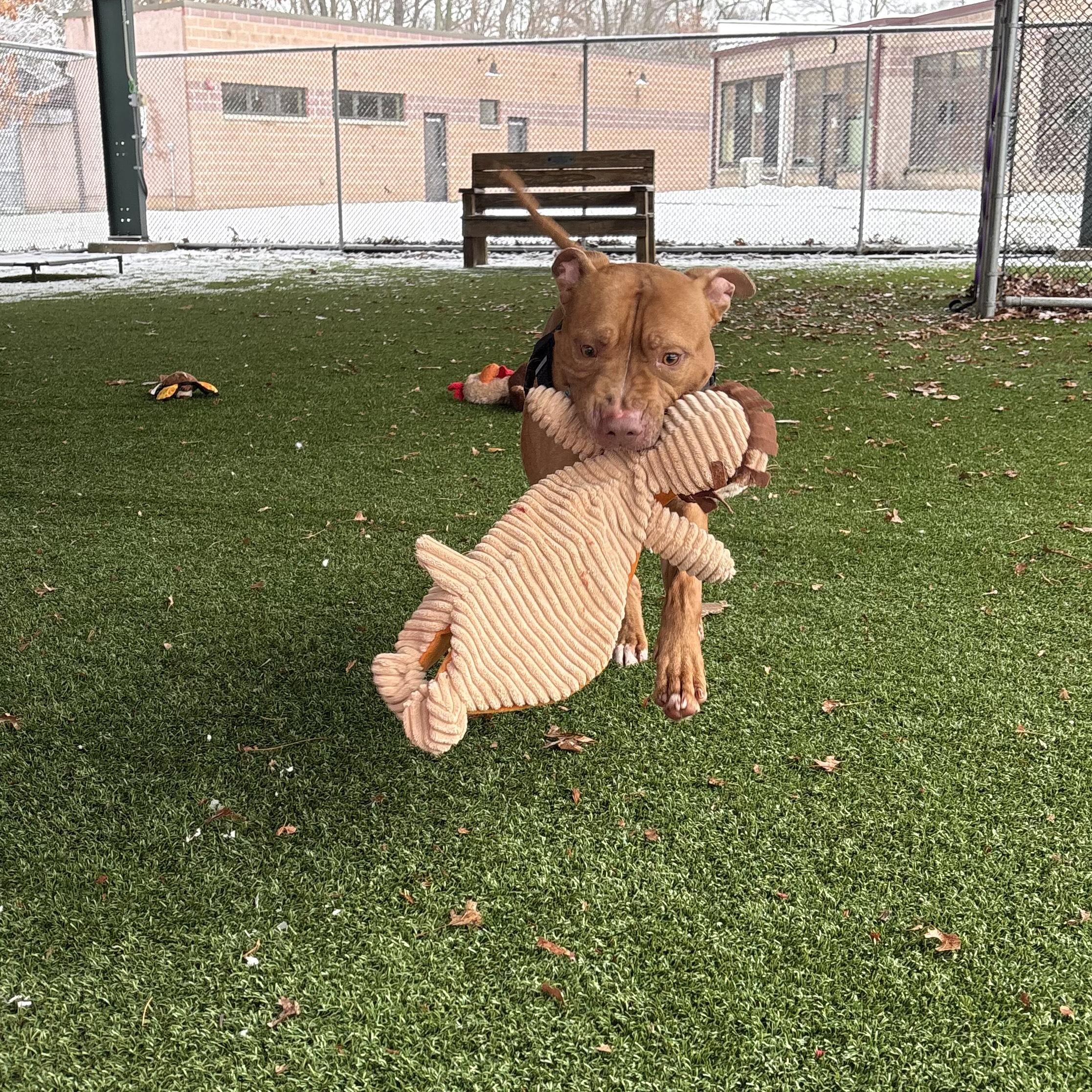 Enlarge Tonka, a ADOPTABLE mixed breed in Eatontown, NJ image 5/6