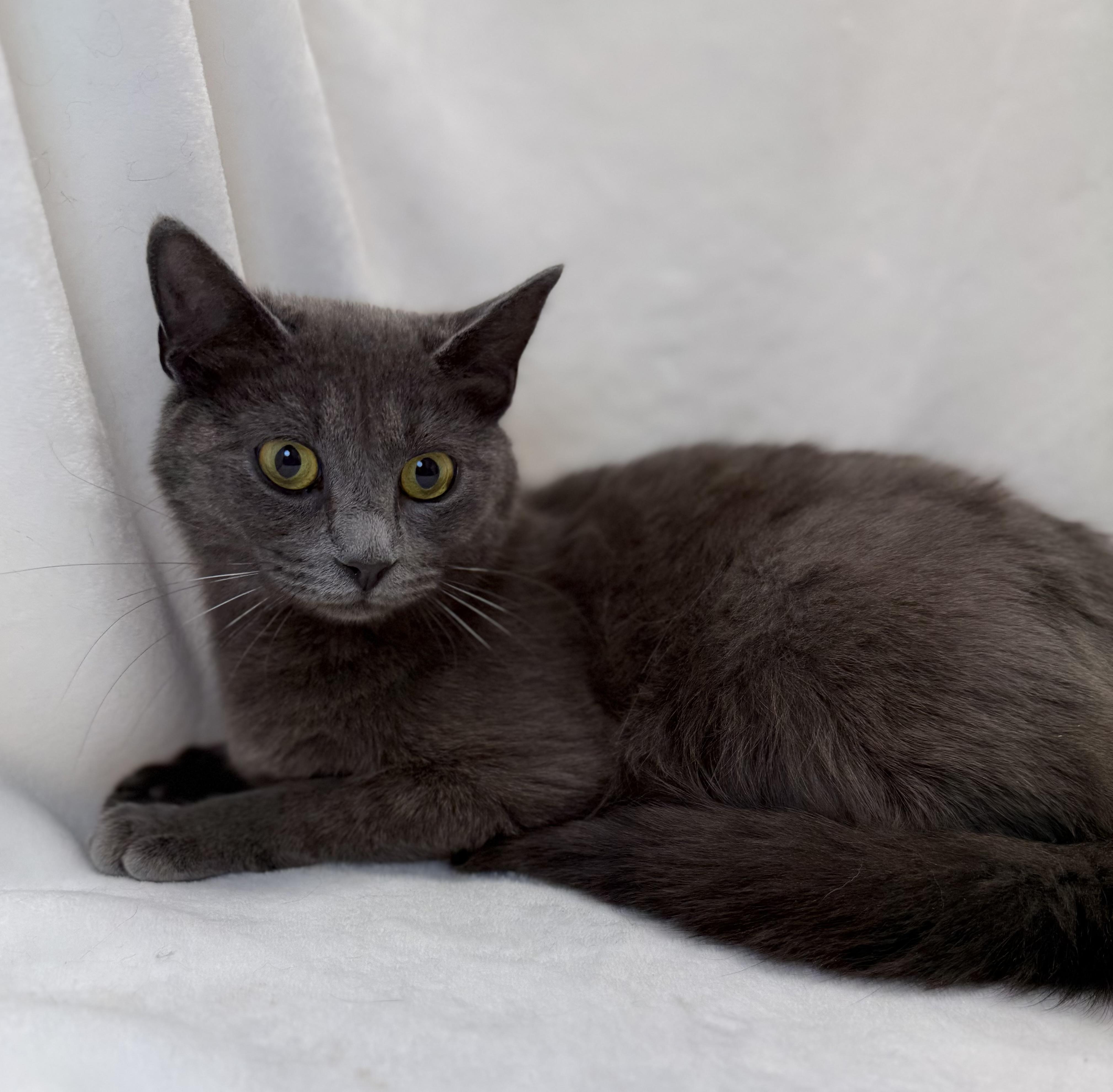 Enlarge Roadie, a ADOPTABLE Domestic Short Hair in Greensboro, NC image 3/3