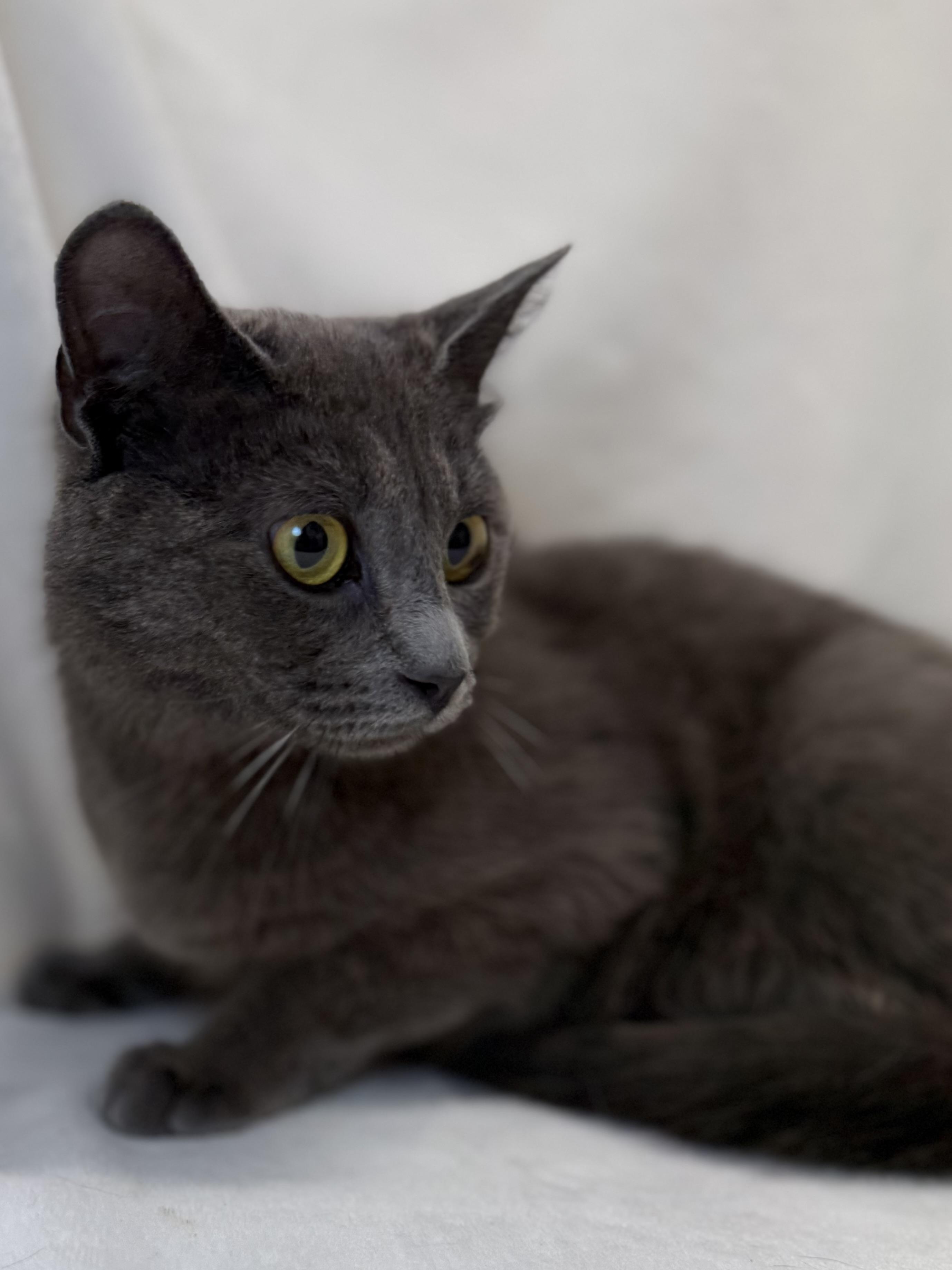 Enlarge Roadie, a ADOPTABLE Domestic Short Hair in Greensboro, NC image 2/3