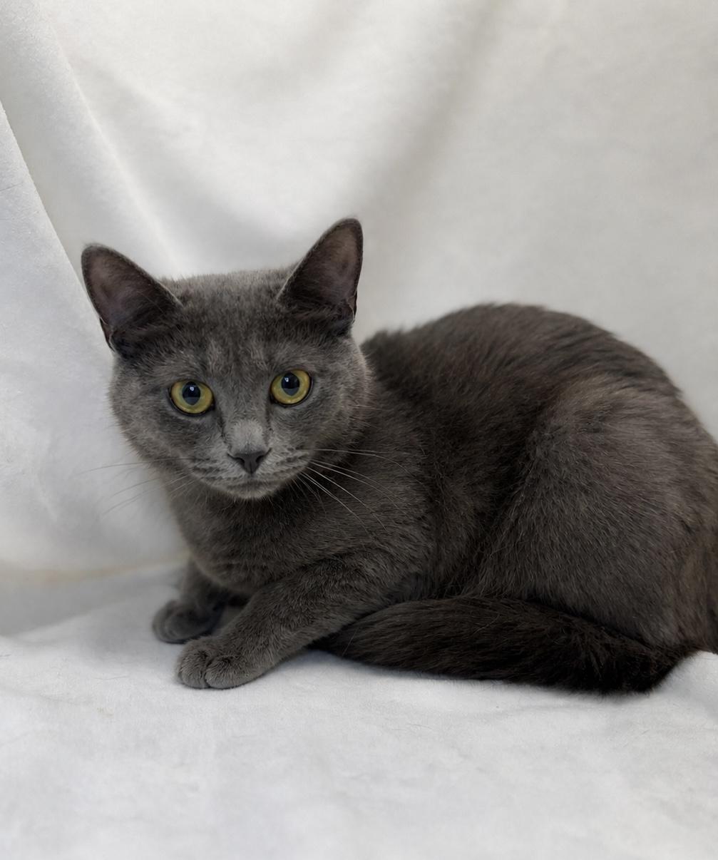 Roadie, ADOPTABLE, Young Female Domestic Short Hair.