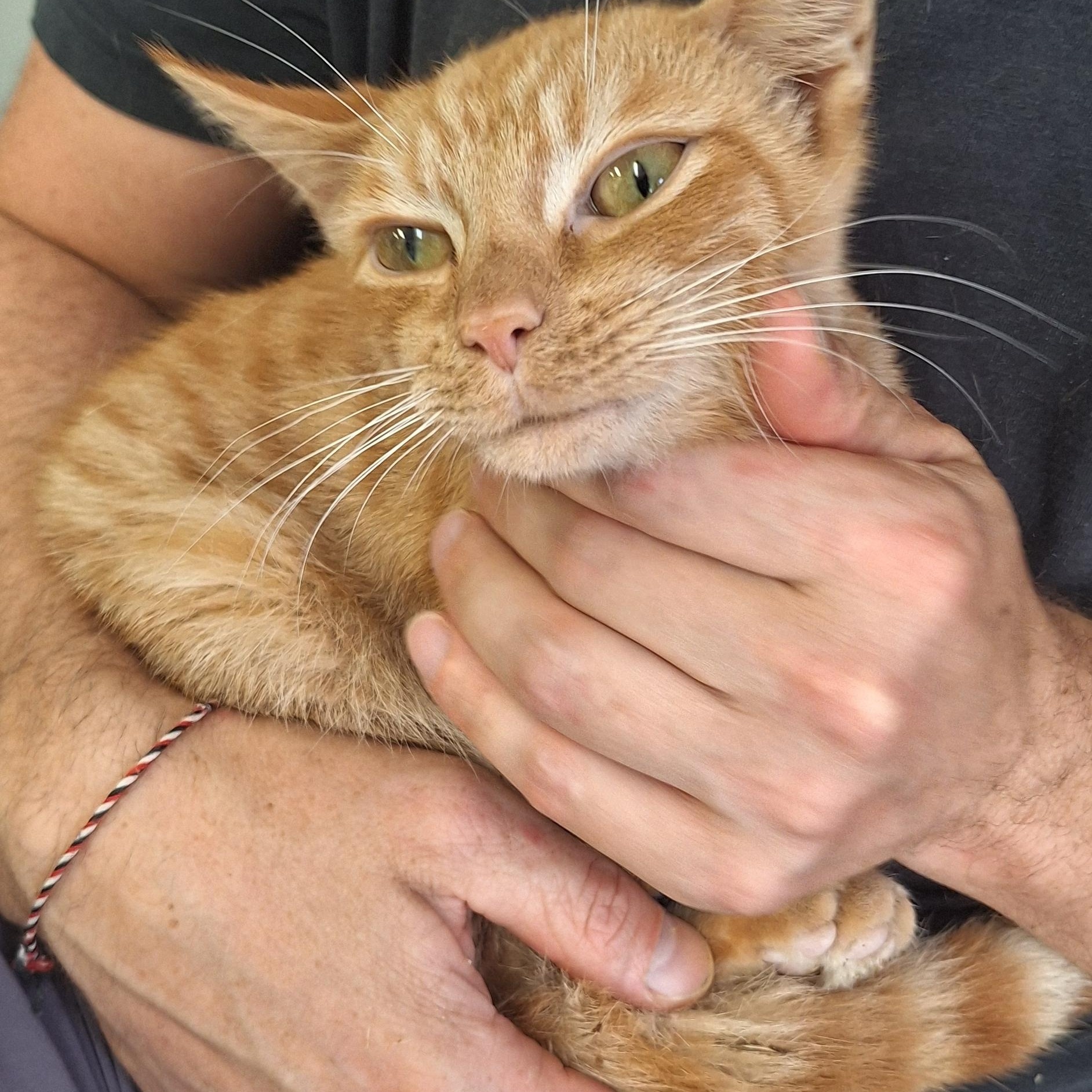 Tigger, Adoptable, Young Male Tabby.