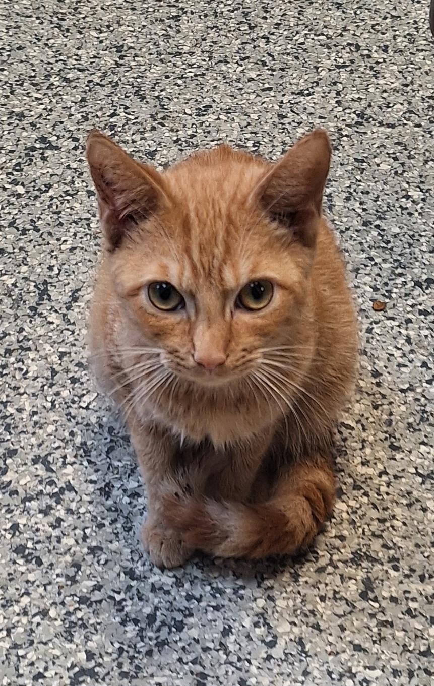 Enlarge Tigger, a Adoptable Tabby in Stanton, KY image 4/6