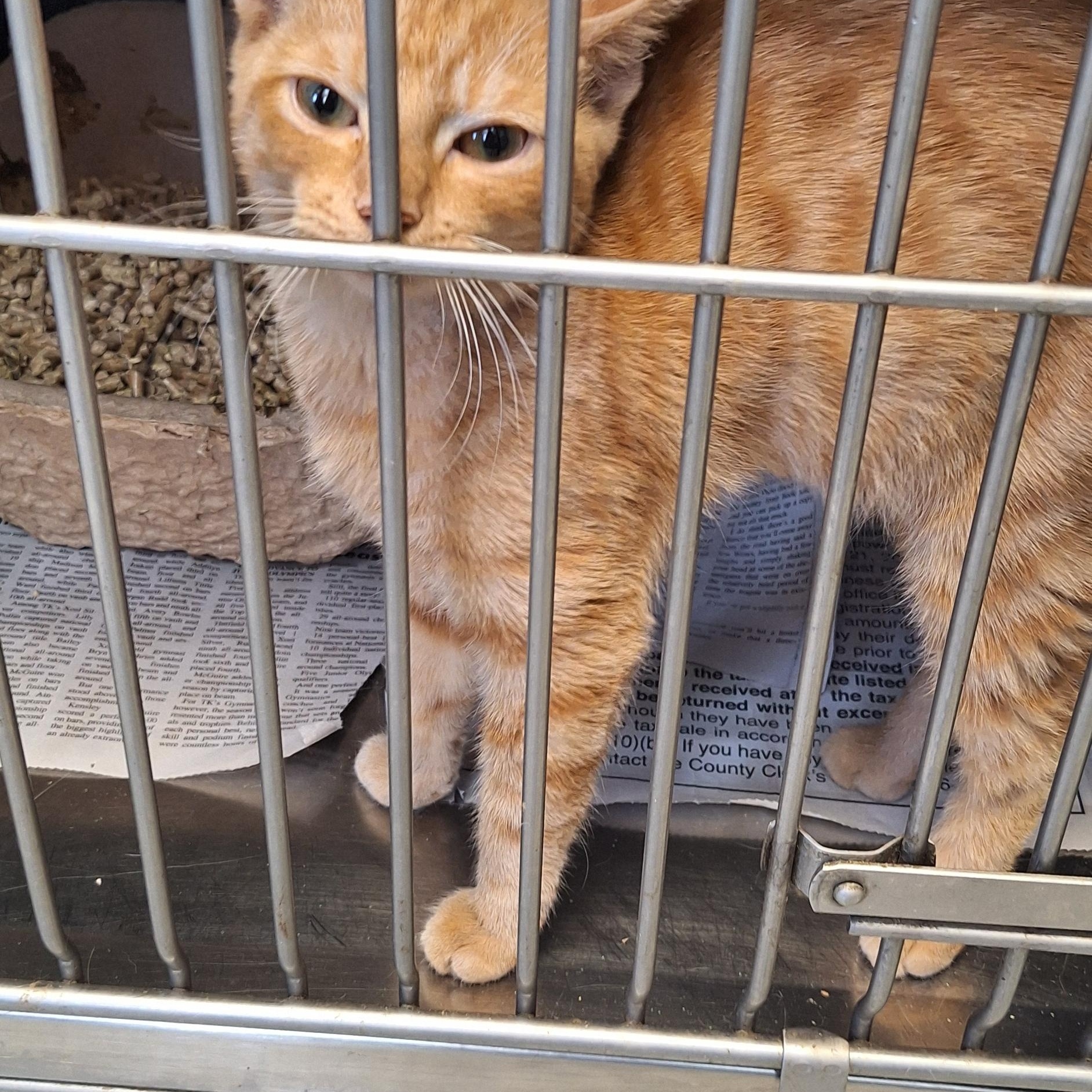 Enlarge Tigger, a Adoptable Tabby in Stanton, KY image 5/6