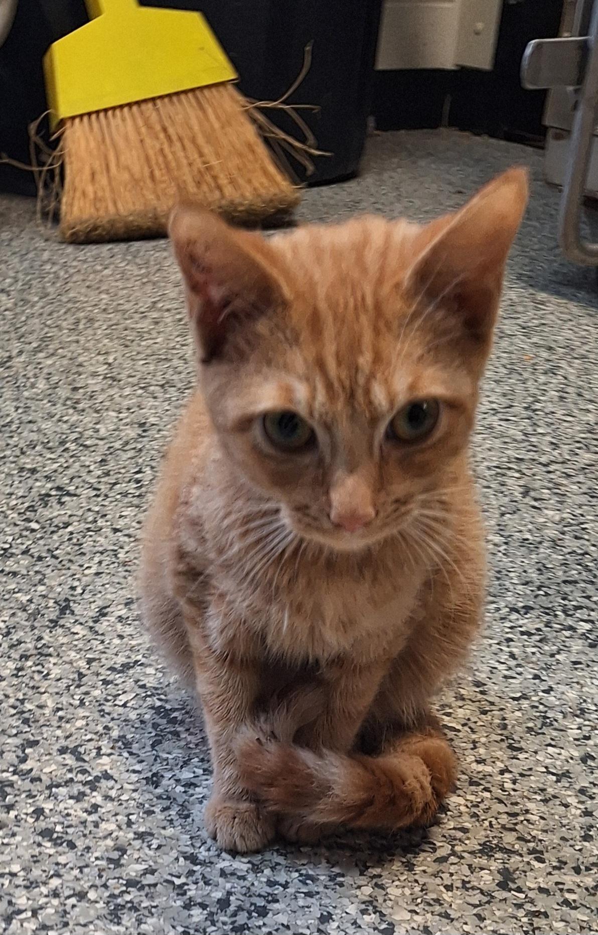 Enlarge Tigger, a Adoptable Tabby in Stanton, KY image 2/6