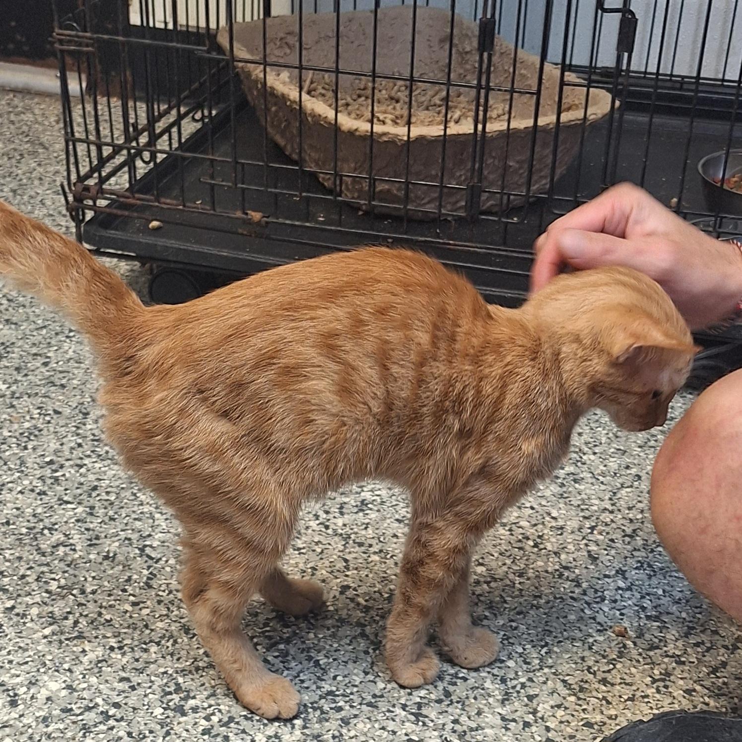 Enlarge Tigger, a Adoptable Tabby in Stanton, KY image 6/6