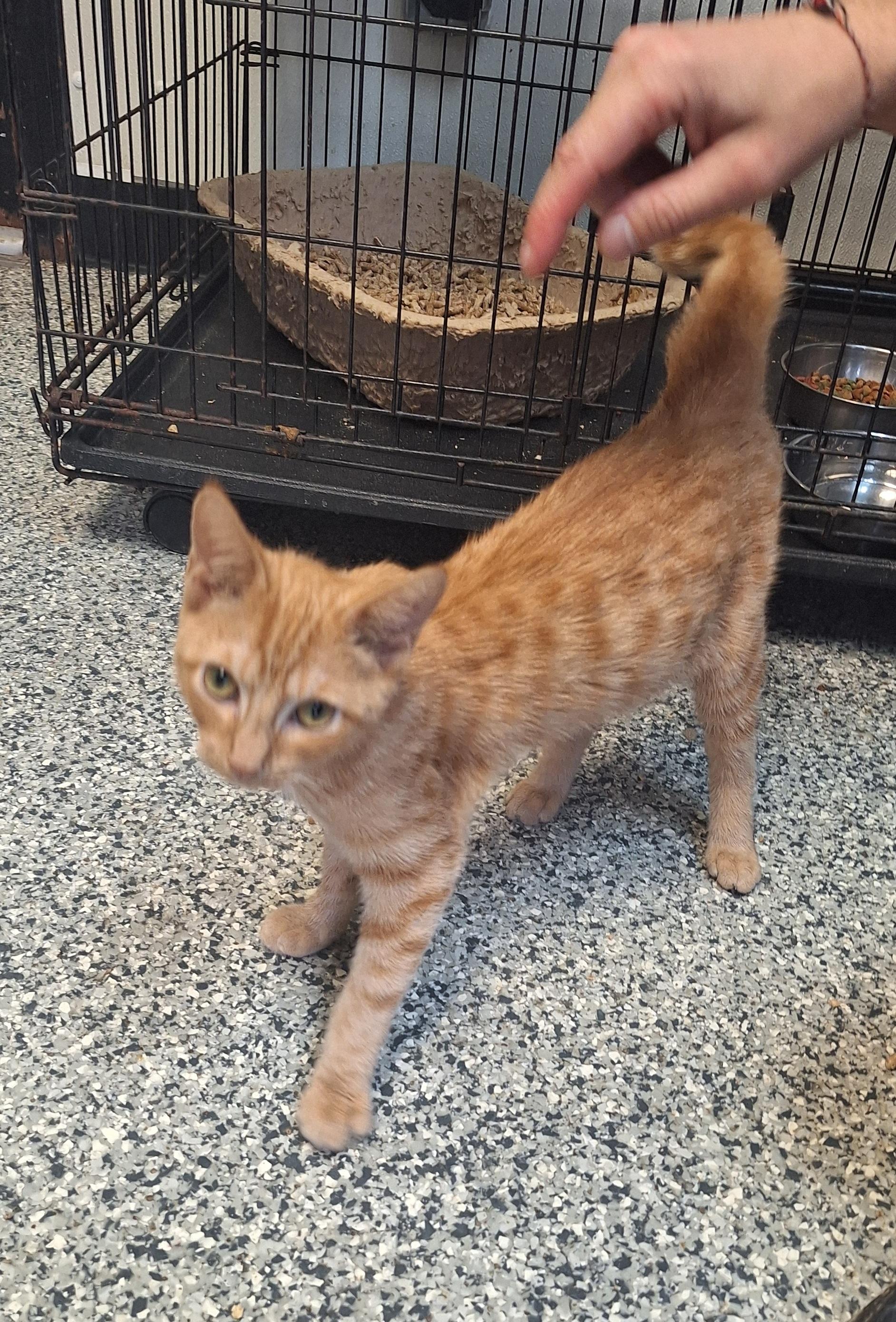 Enlarge Tigger, a Adoptable Tabby in Stanton, KY image 3/6