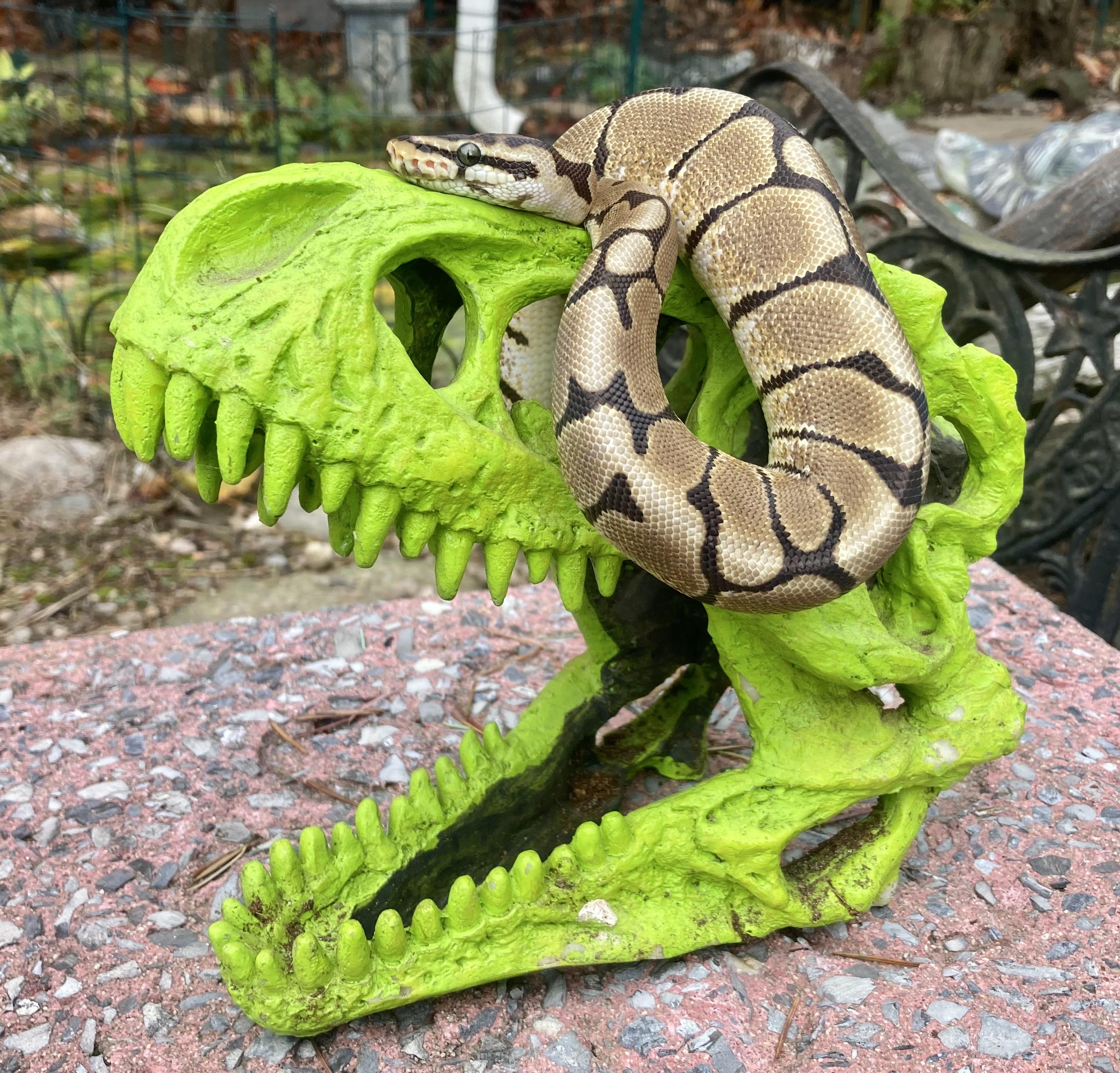 Enlarge Norm, a Adoptable Ball Python in Palmerton, PA image 2/4