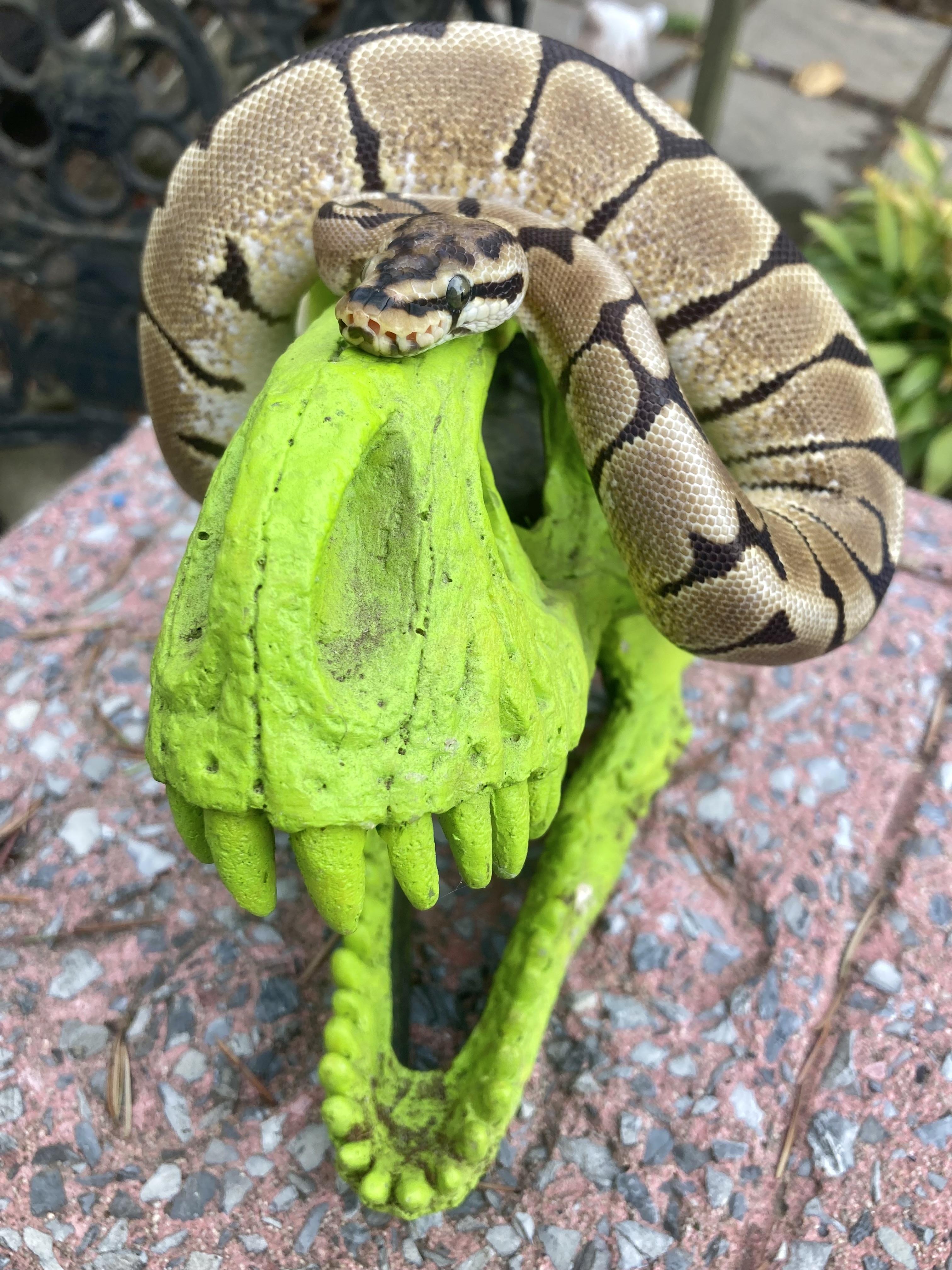 Enlarge Norm, a Adoptable Ball Python in Palmerton, PA image 3/4