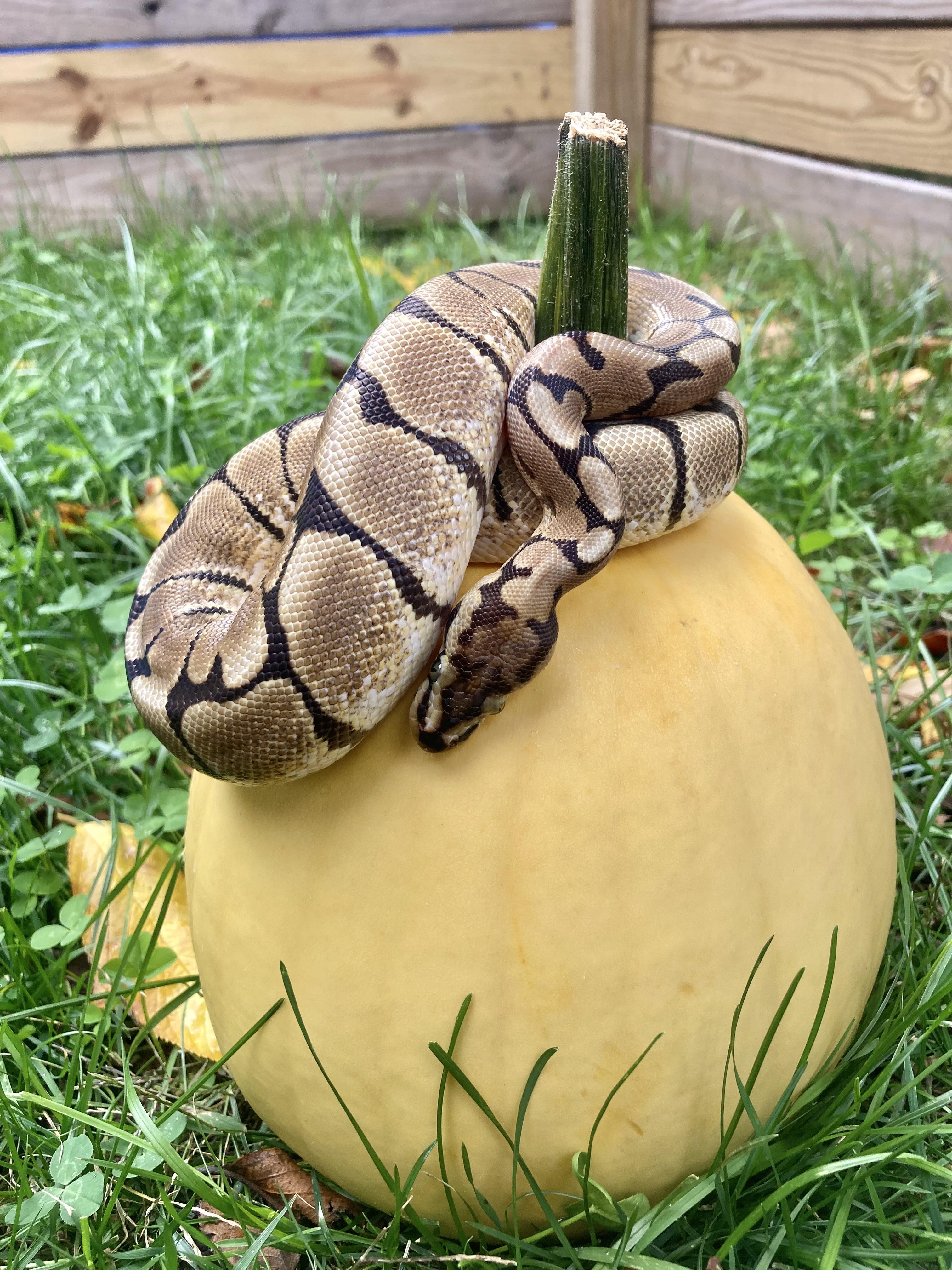 Enlarge Norm, a Adoptable Ball Python in Palmerton, PA image 1/4
