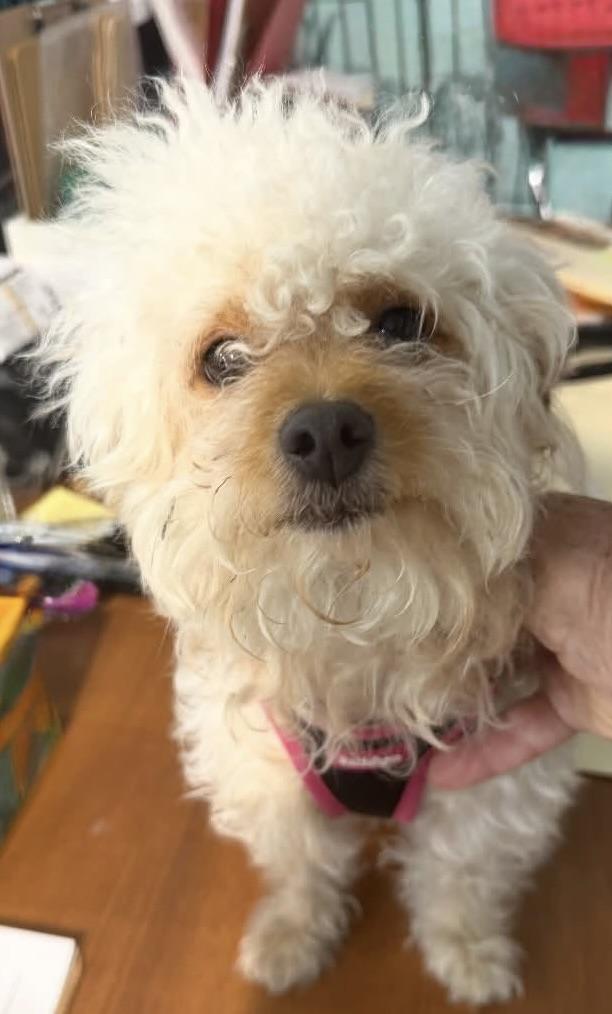 Enlarge Summer, a Adopted Maltipoo in Glendale, NY image 1/1