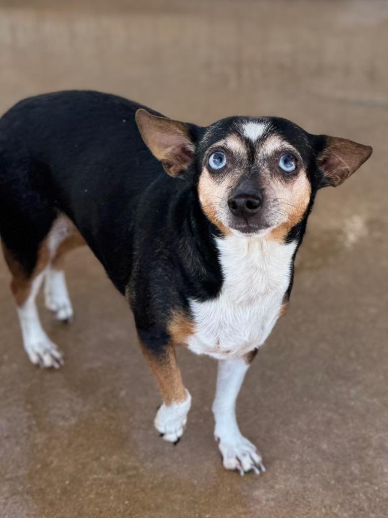 Pokie, Adoptable, Adult Female Chihuahua.