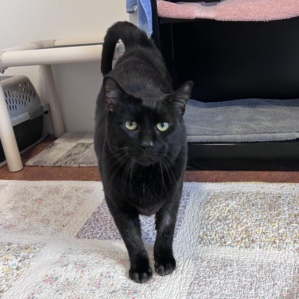 Crowley, a Adoptable Domestic Short Hair in Glenwood Springs, CO image 2/6