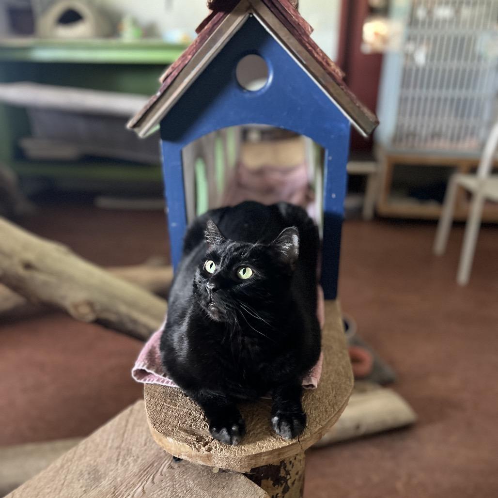 Crowley, a Adoptable Domestic Short Hair in Glenwood Springs, CO image 6/6