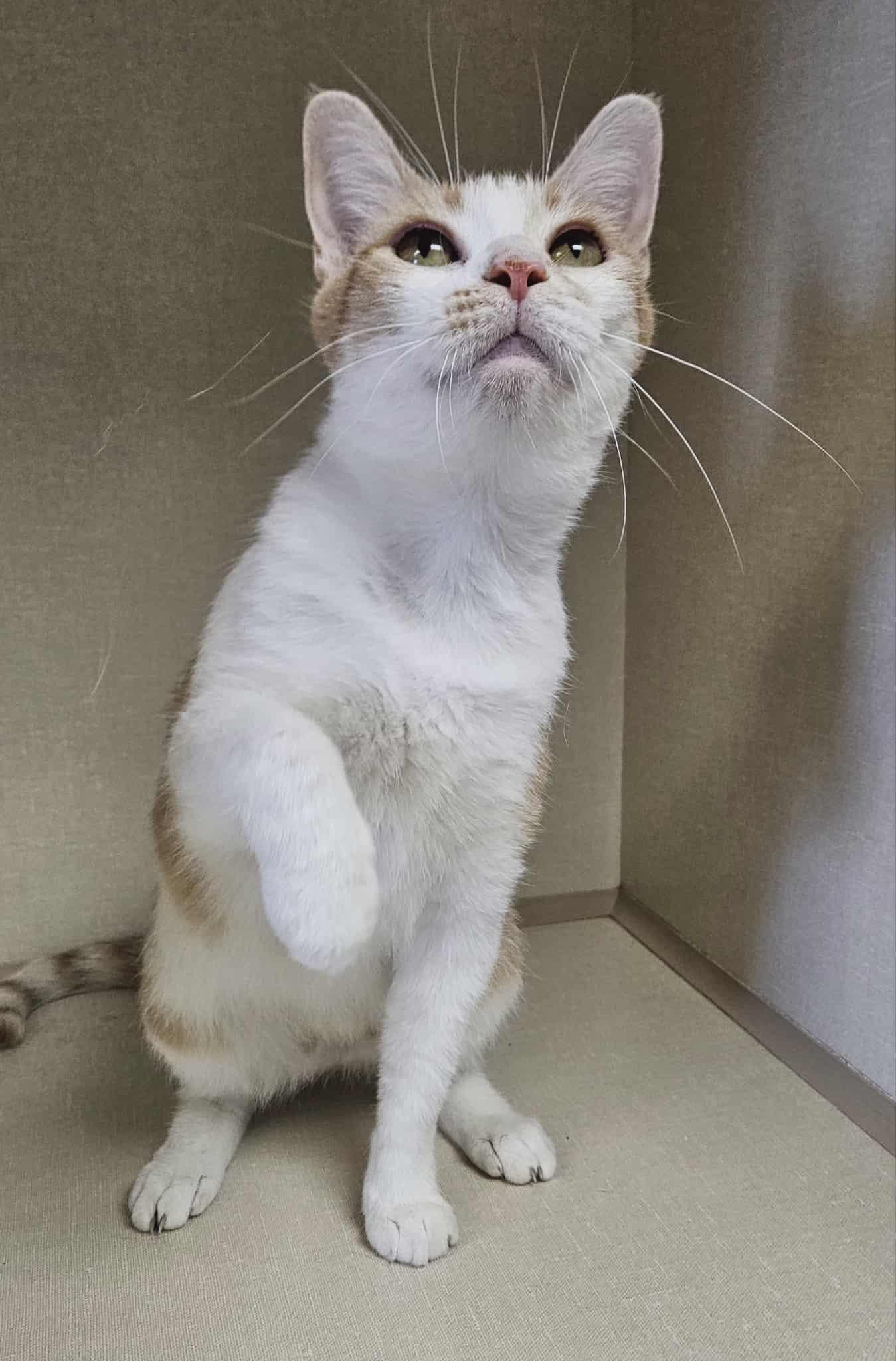 Mercedes, a Adoptable Domestic Short Hair image 5/5