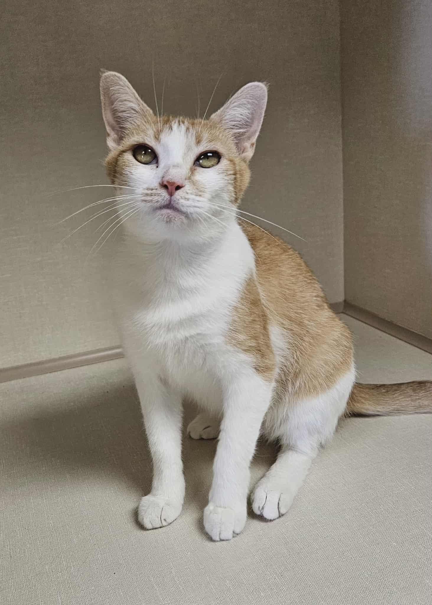 Mercedes, a Adoptable Domestic Short Hair image 2/5