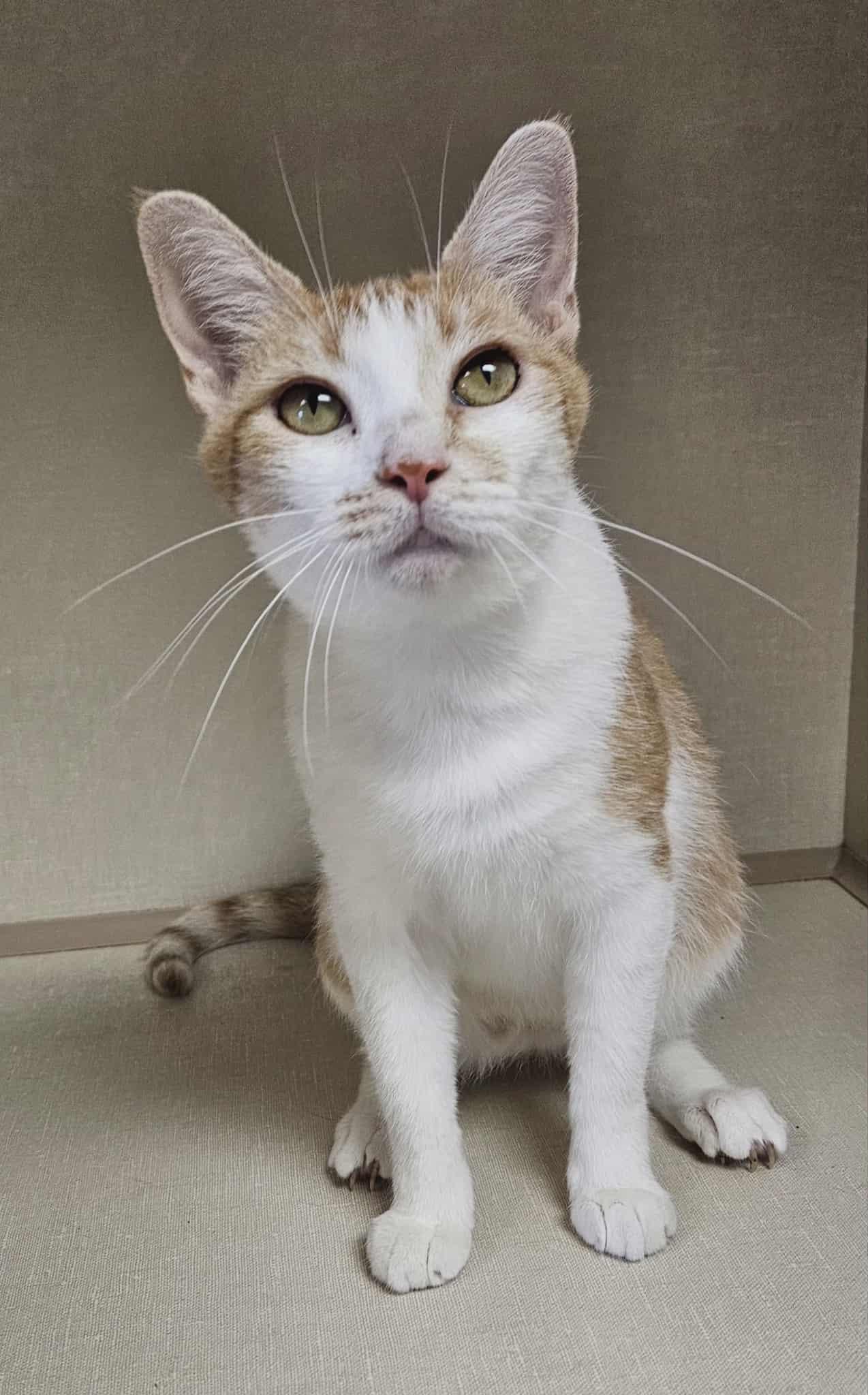 Mercedes, a Adoptable Domestic Short Hair image 4/5