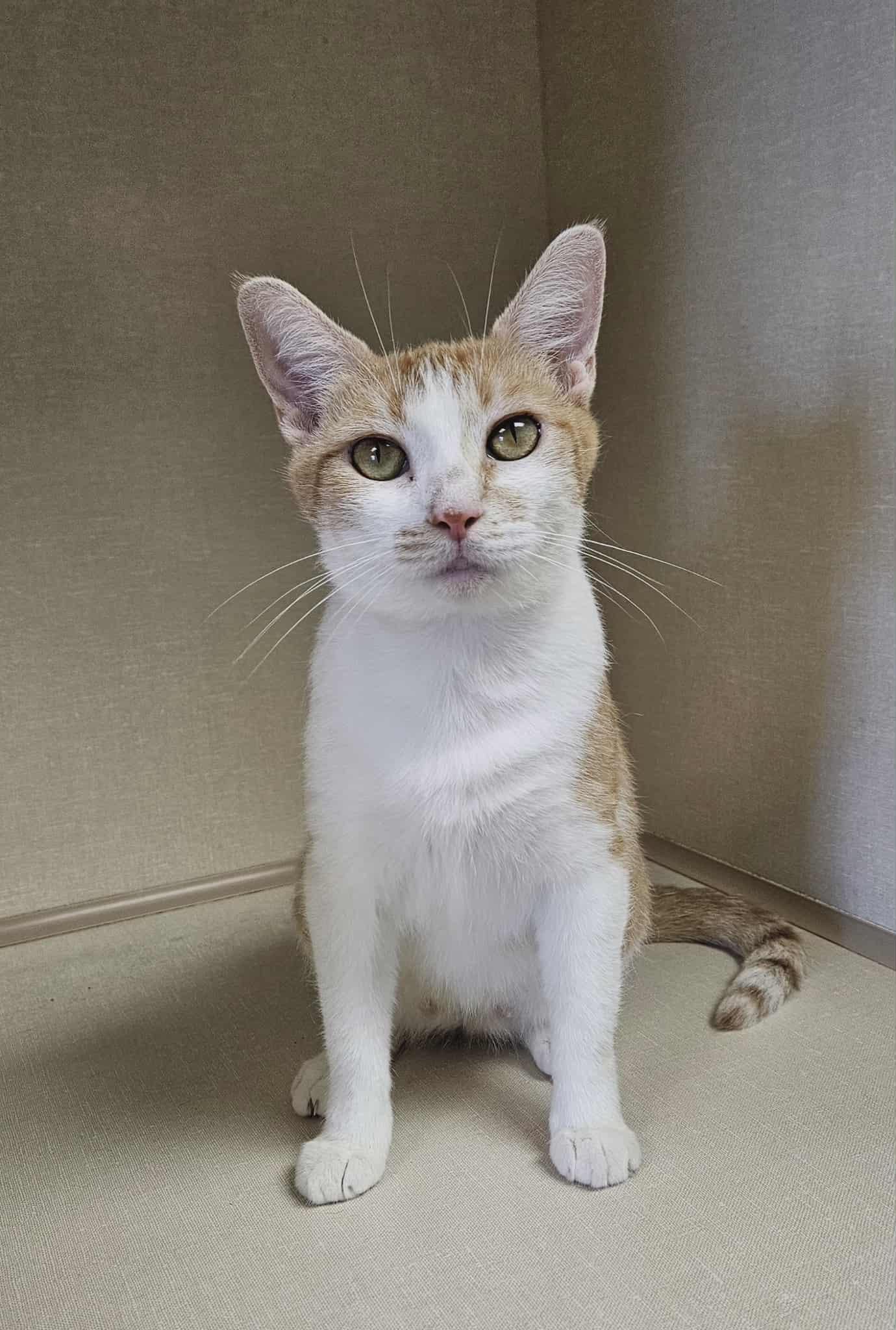 Mercedes, a Adoptable Domestic Short Hair image 1/5