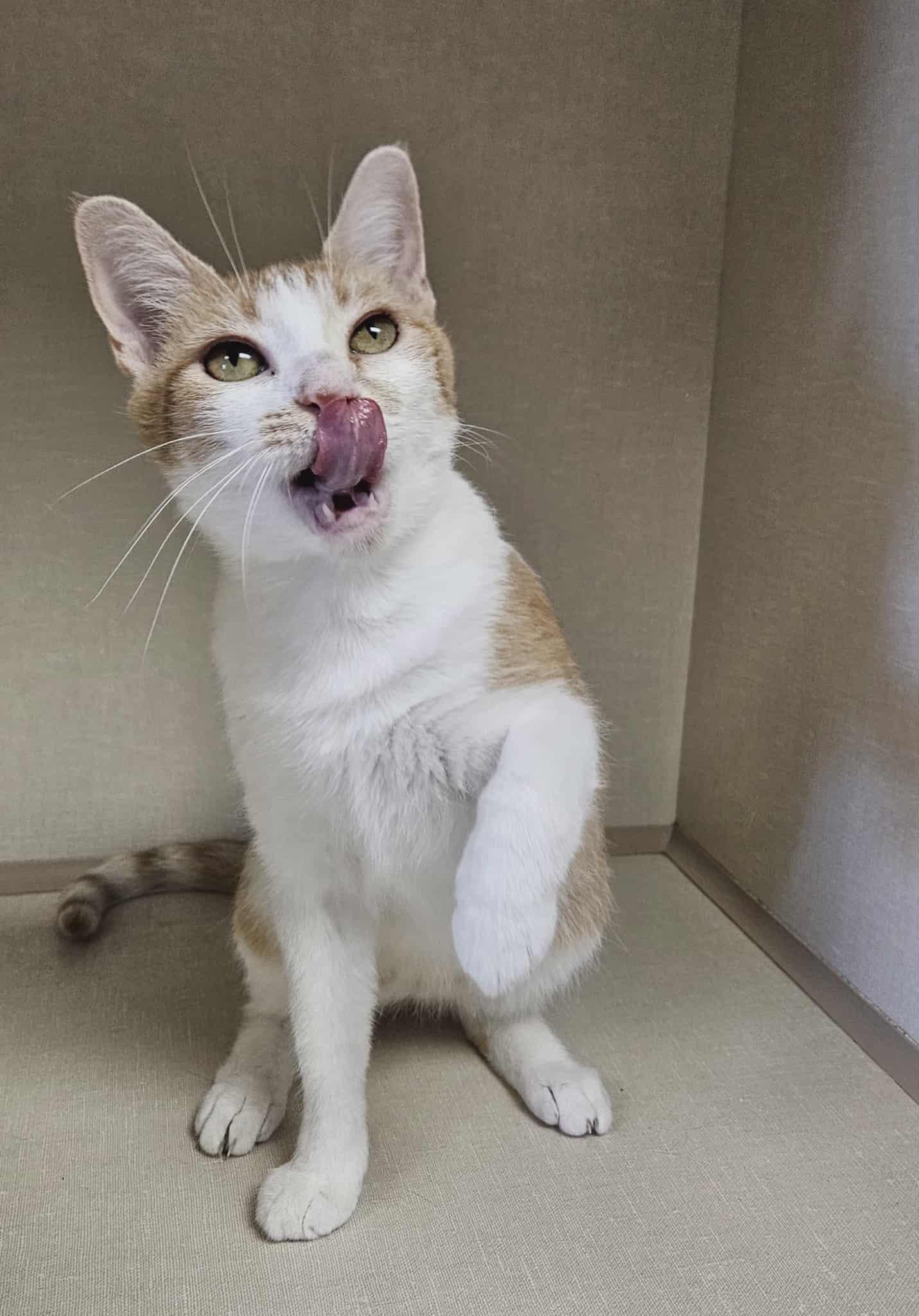 Mercedes, a Adoptable Domestic Short Hair image 3/5