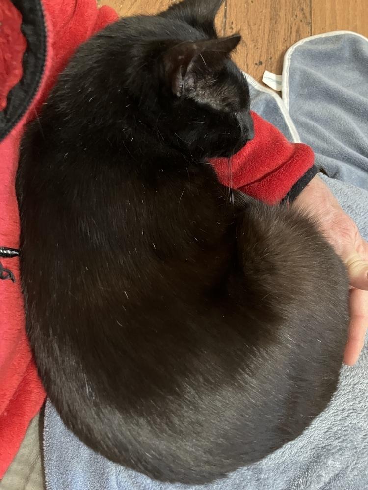 Misha, Adoptable, Adult Female Domestic Short Hair.