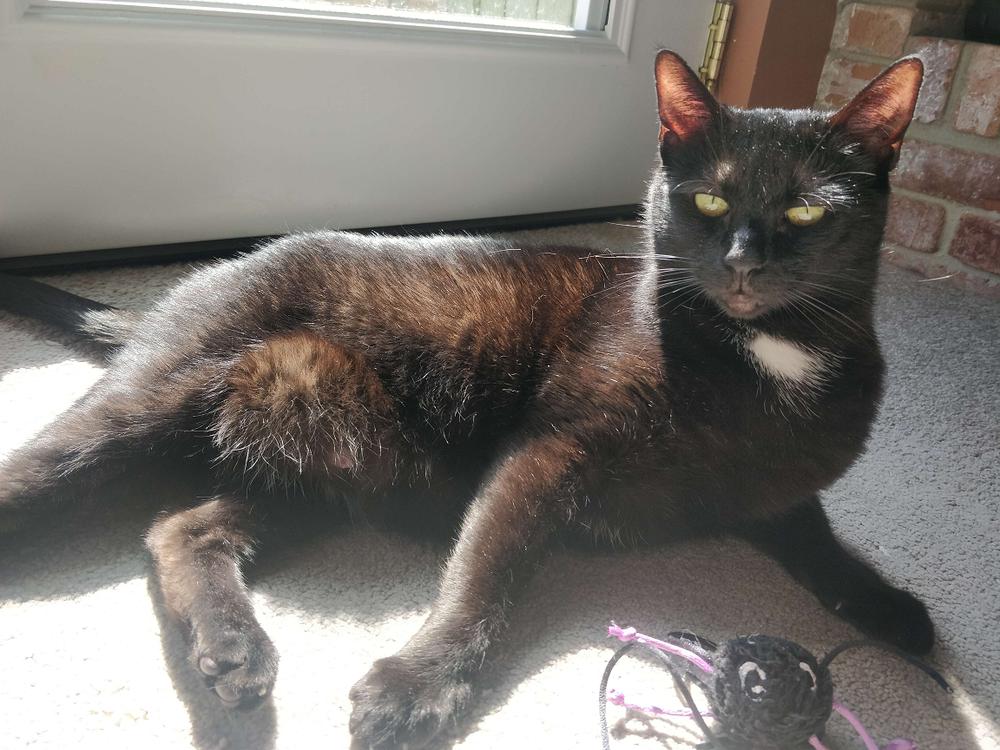 Enlarge Misha, a Adoptable Domestic Short Hair in Little Rock, AR image 2/4
