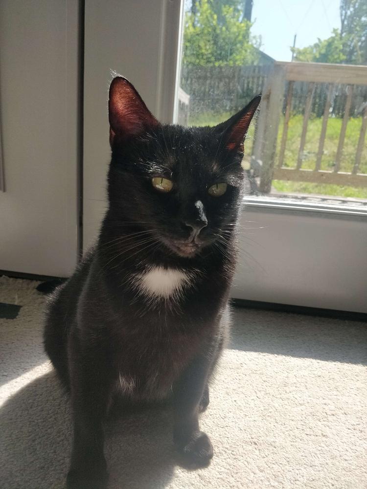 Enlarge Misha, a Adoptable Domestic Short Hair in Little Rock, AR image 3/4
