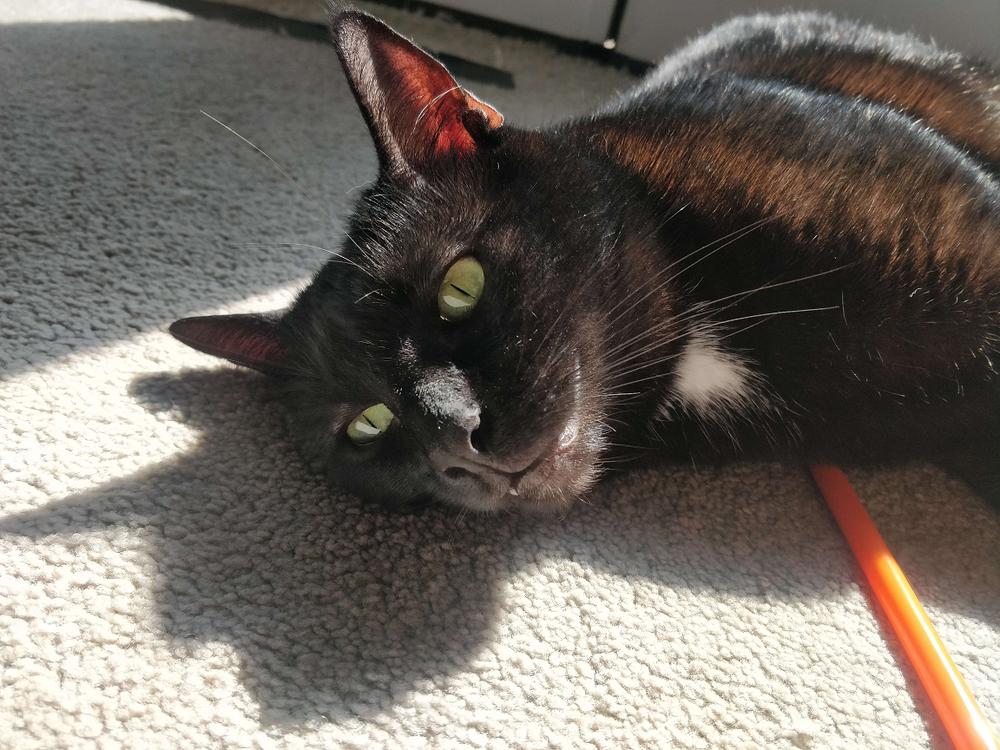 Enlarge Misha, a Adoptable Domestic Short Hair in Little Rock, AR image 4/4