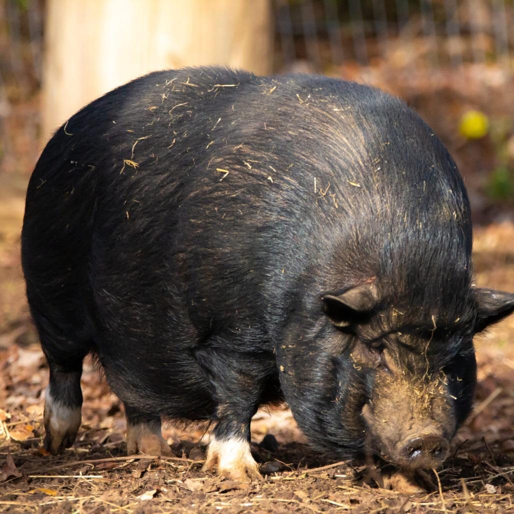 Enlarge Ranger, a Adoptable Pot Bellied in Mount Juliet, TN image 1/1