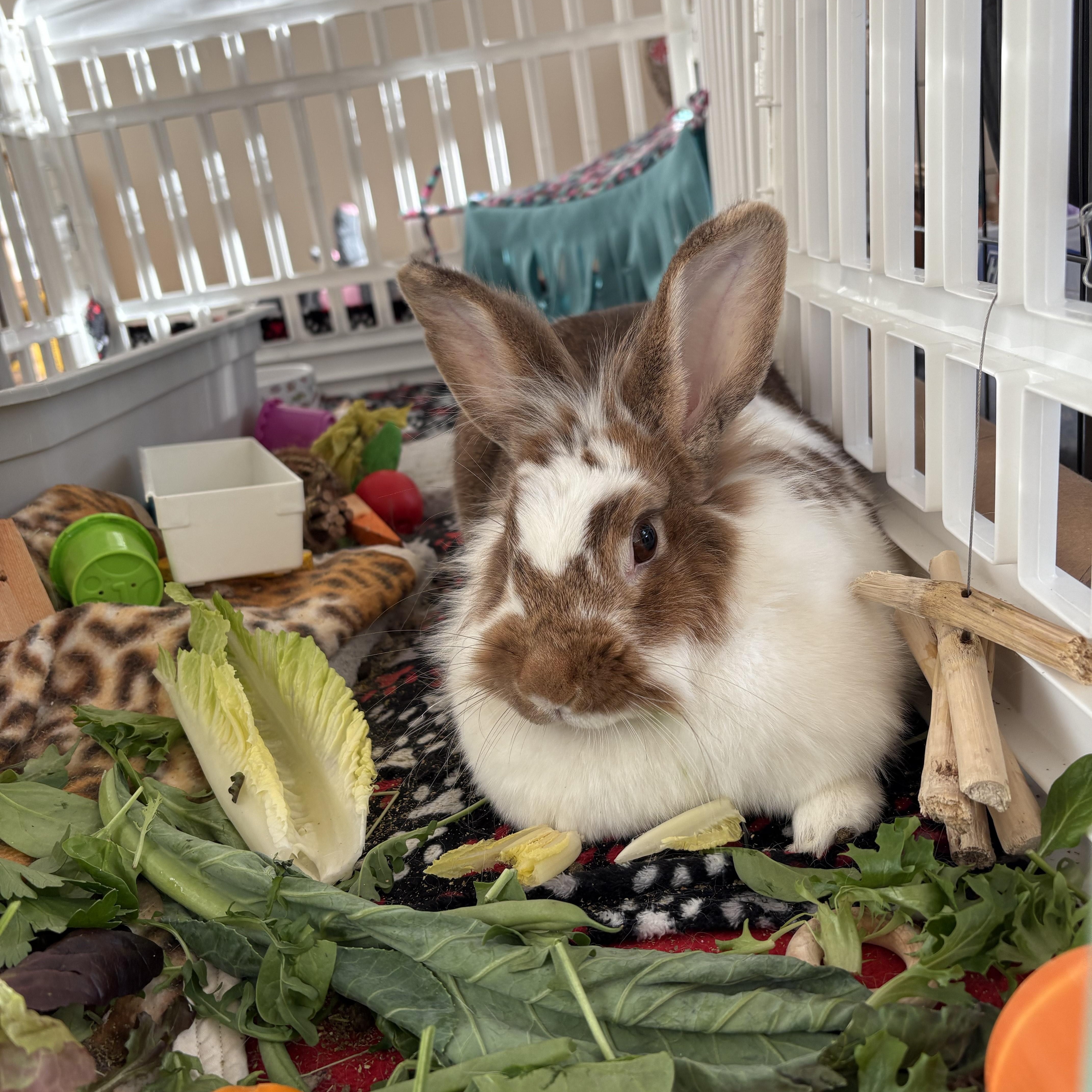 Coco