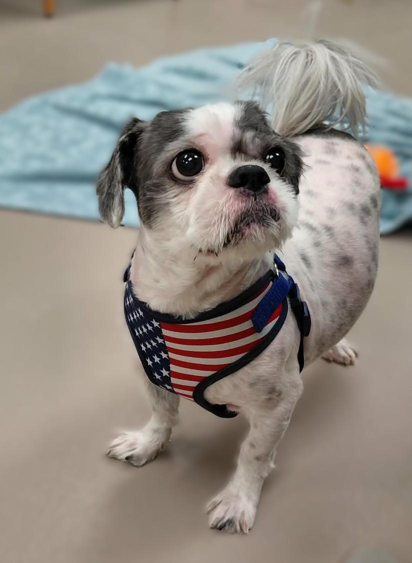 Rainy (bonded w/ Tuco), a ADOPTABLE Shih Tzu in Appleton, WI image 1/3