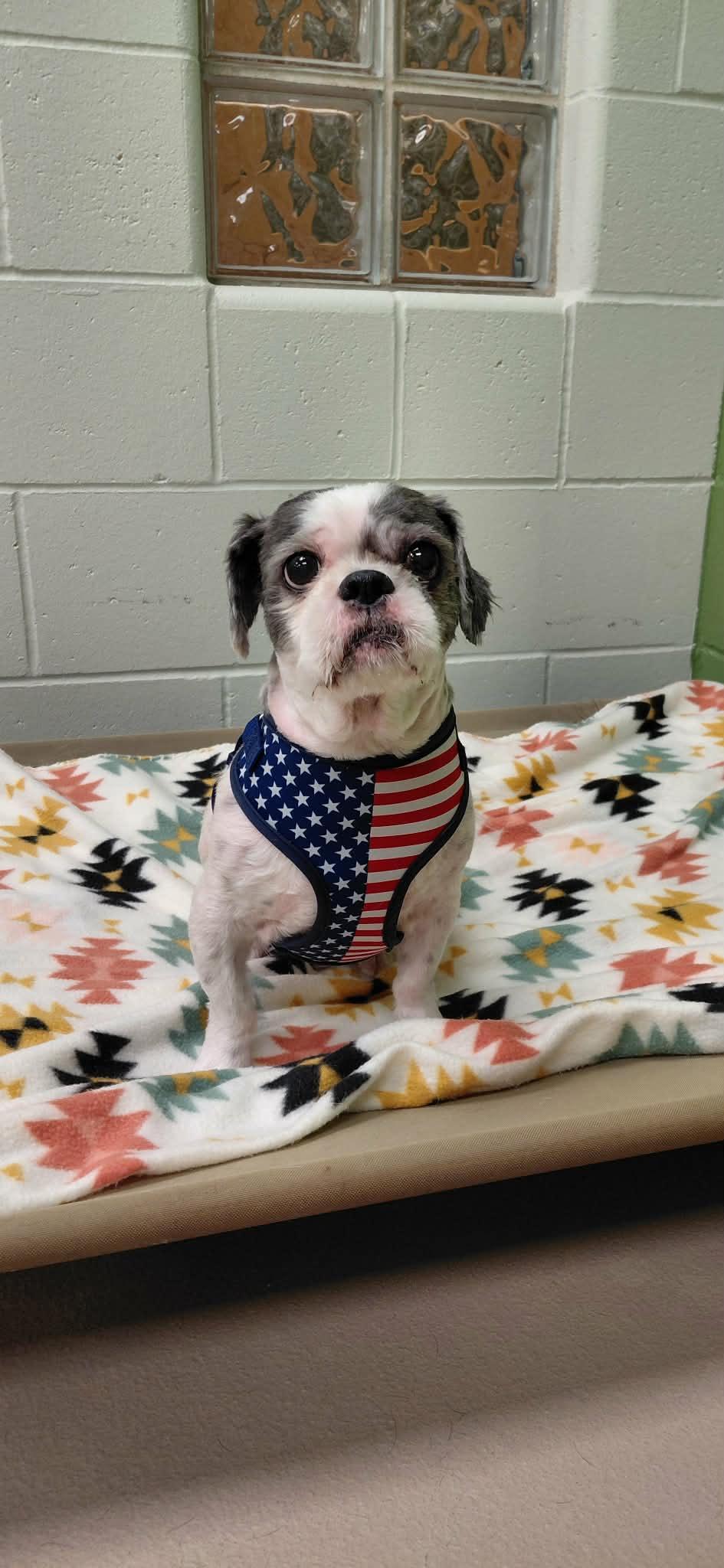 Rainy (bonded w/ Tuco), a ADOPTABLE Shih Tzu in Appleton, WI image 2/3