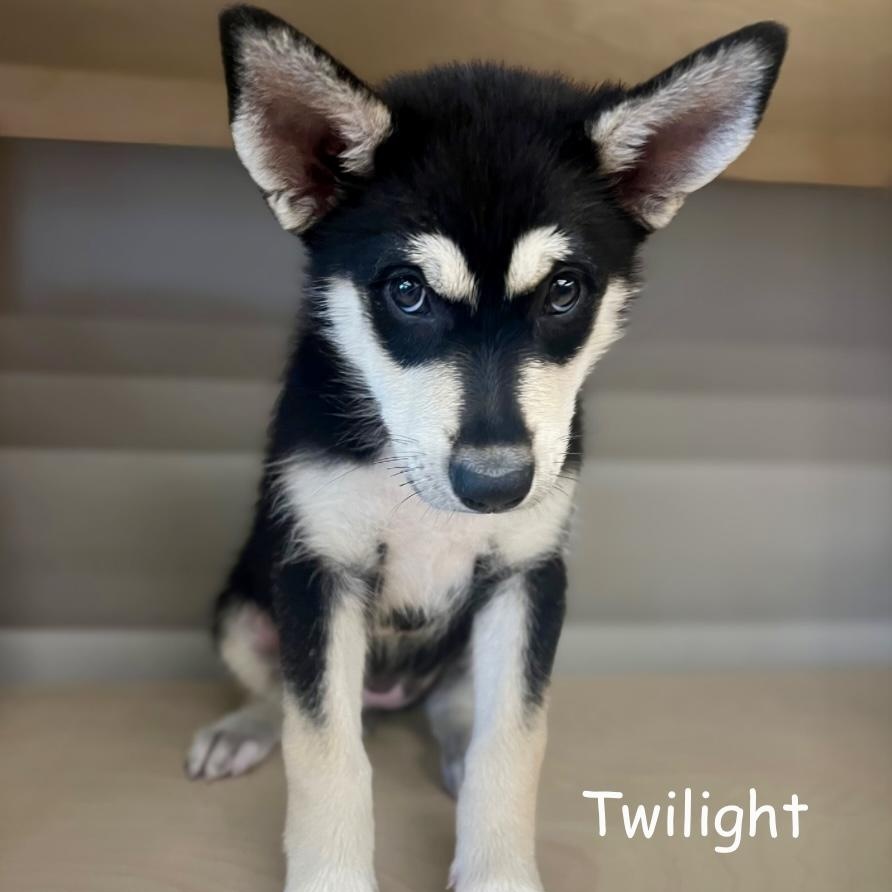 Enlarge Twyla, a Adoptable mixed breed in Winnipeg, MB image 1/6
