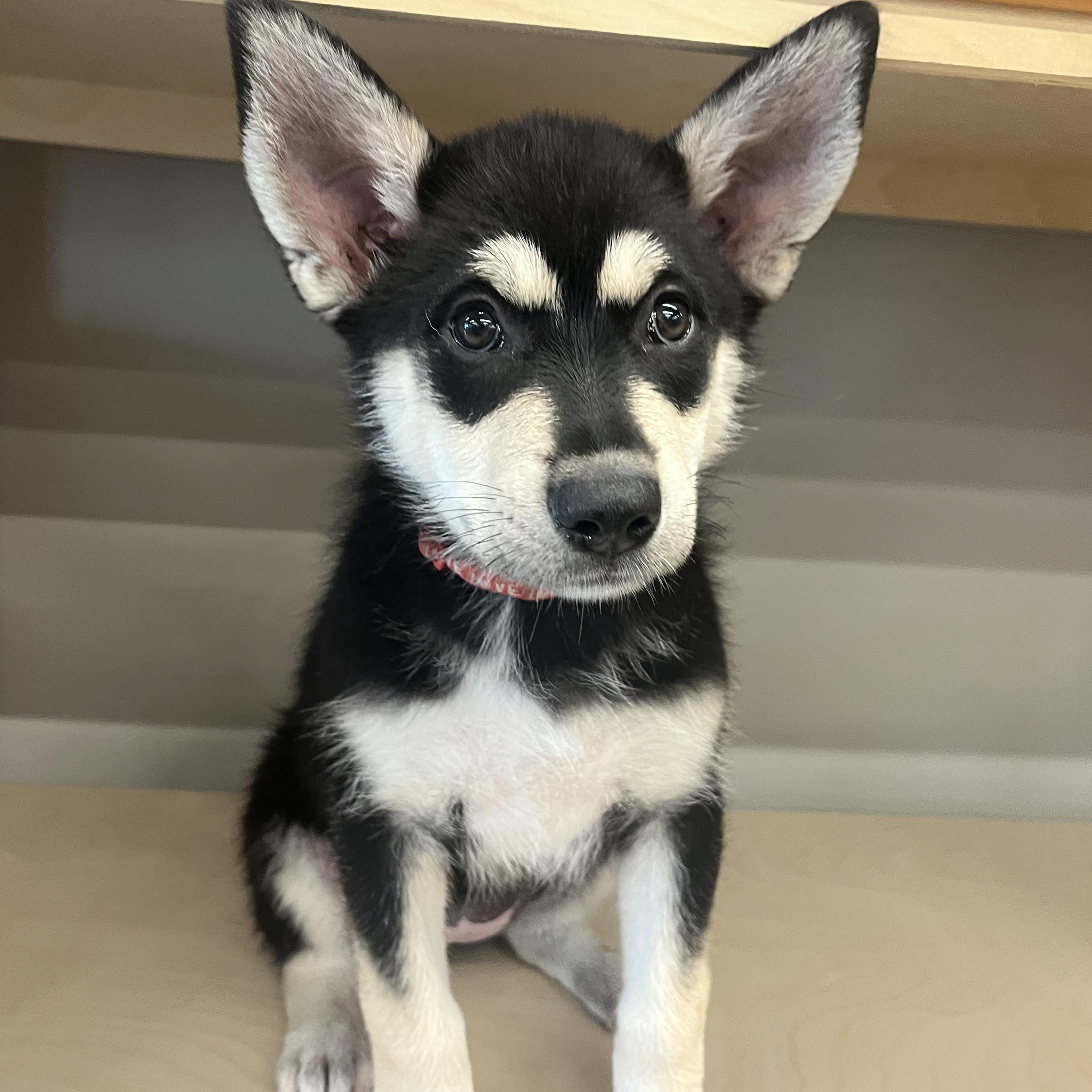 Enlarge Twyla, a Adoptable mixed breed in Winnipeg, MB image 5/6