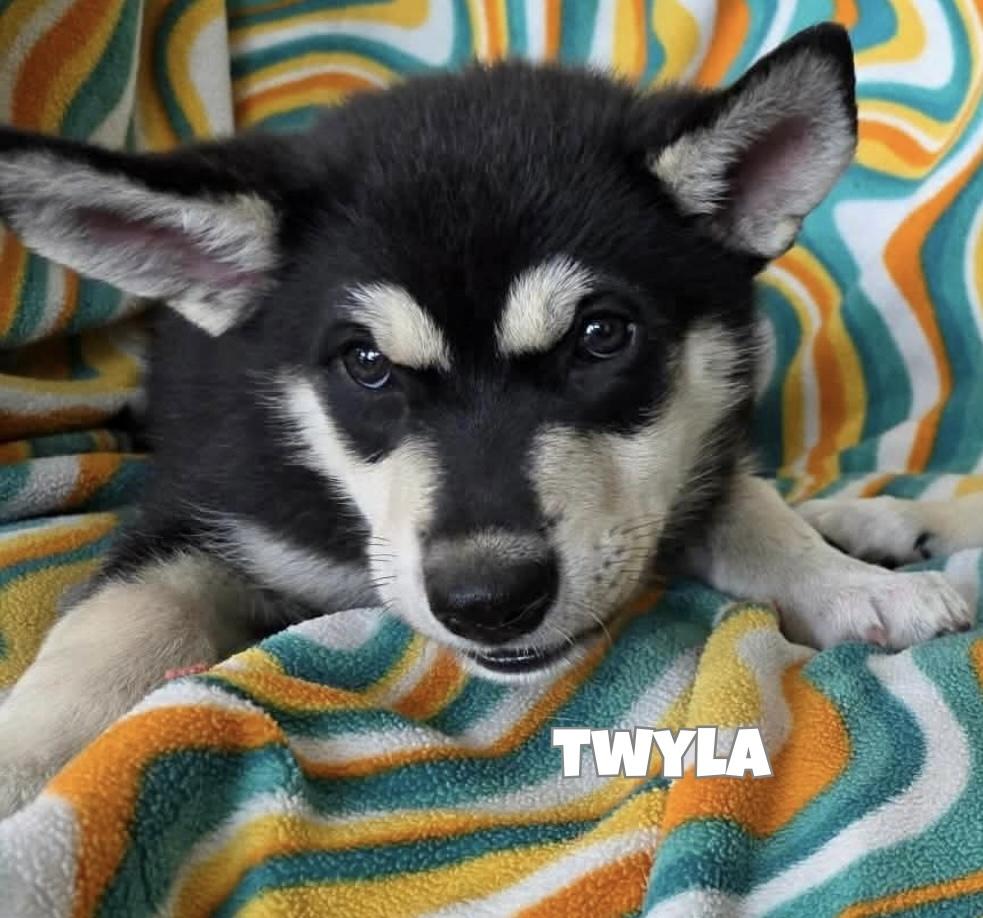 Enlarge Twyla, a Adoptable mixed breed in Winnipeg, MB image 6/6