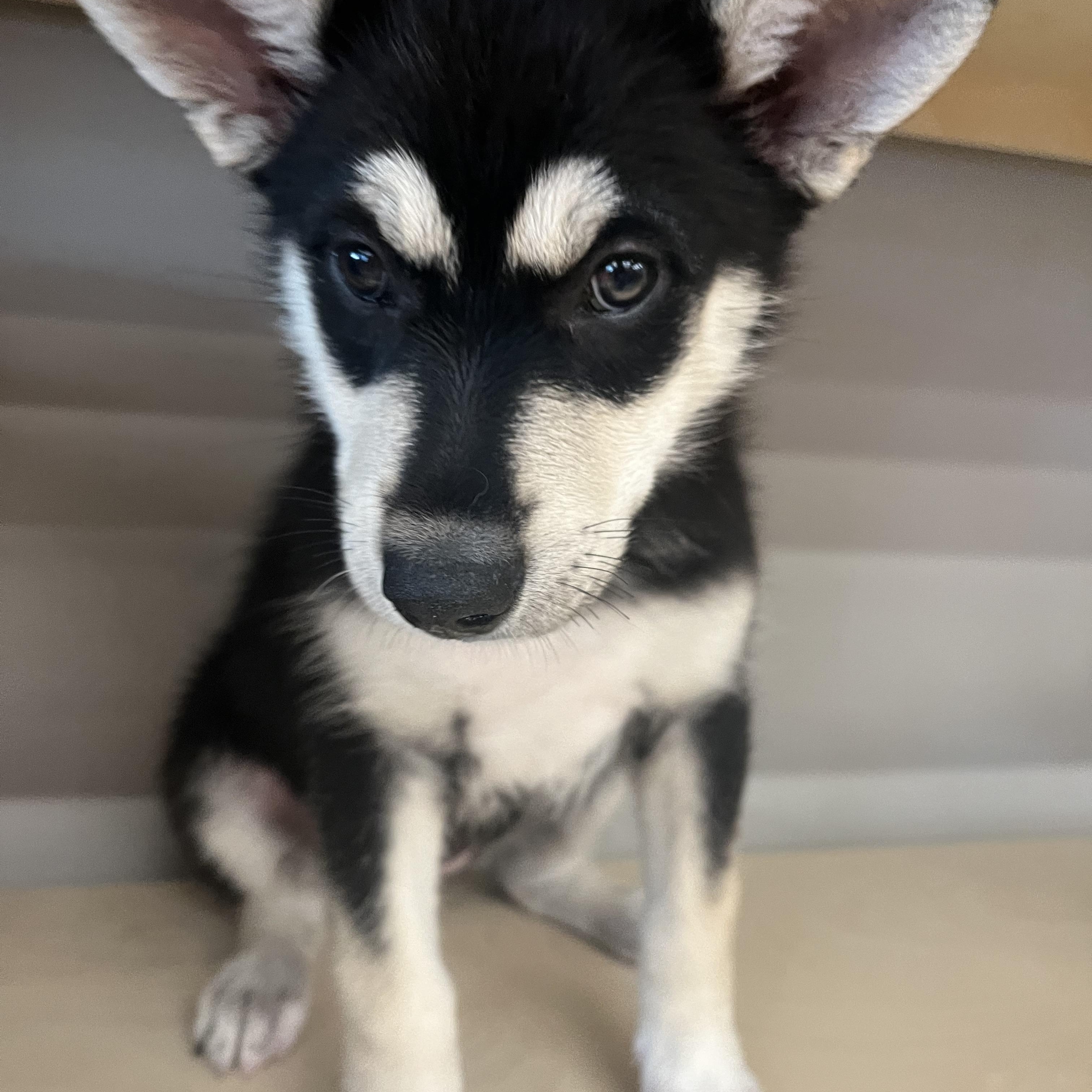 Enlarge Twyla, a Adoptable mixed breed in Winnipeg, MB image 3/6