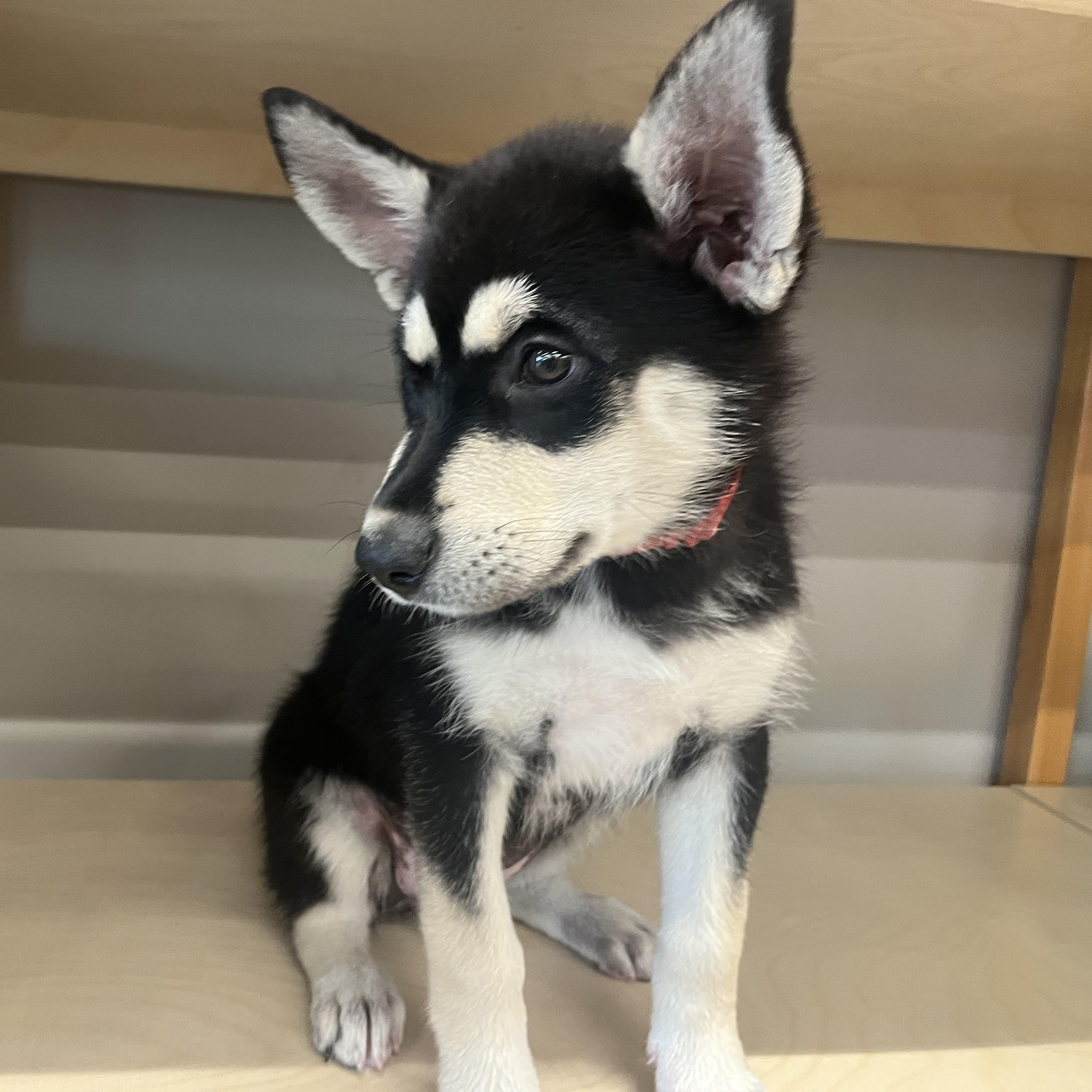 Enlarge Twyla, a Adoptable mixed breed in Winnipeg, MB image 4/6