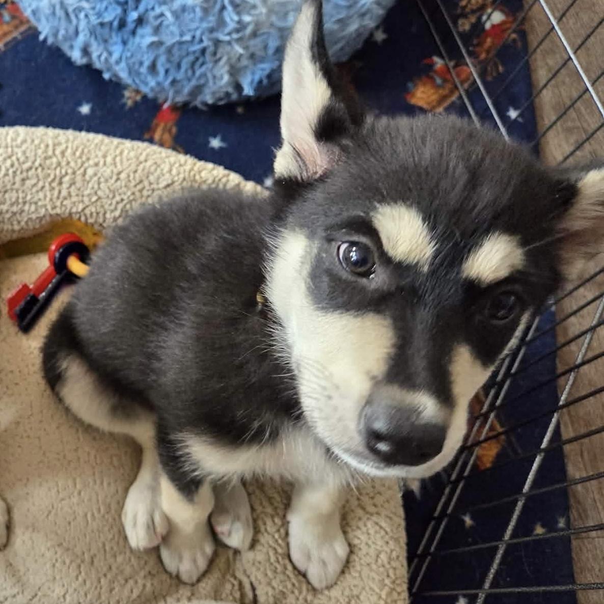 Enlarge Twyla, a Adoptable mixed breed in Winnipeg, MB image 2/6